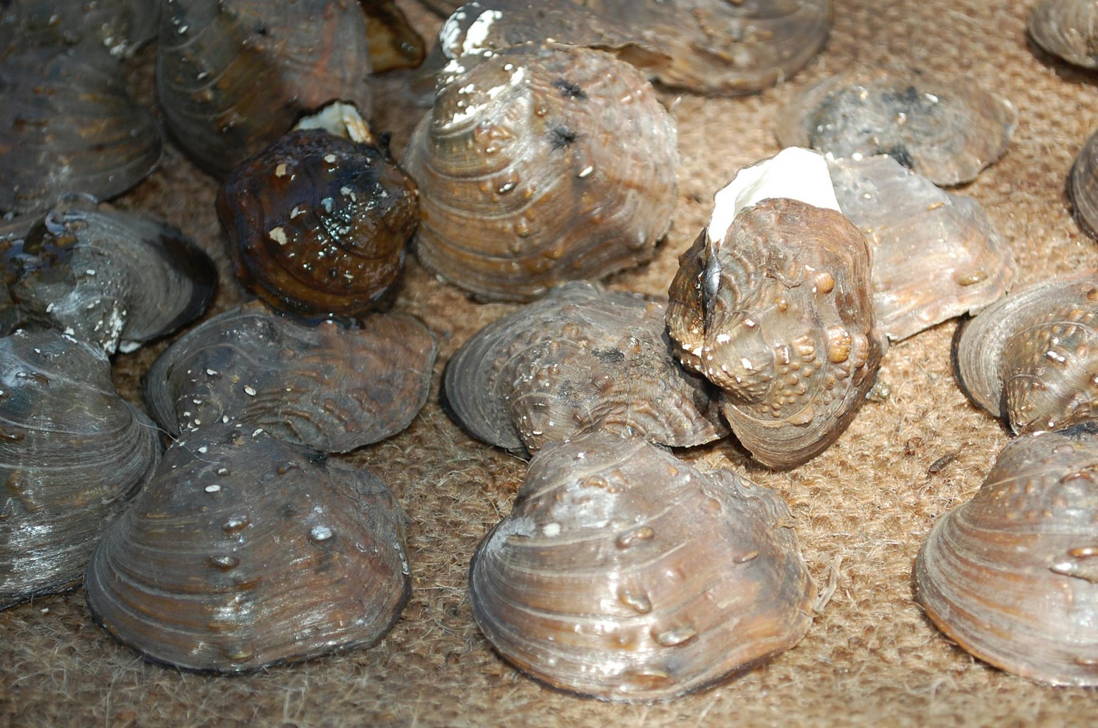 Mussels brought up from the St. Croix River during relocation project June 29.