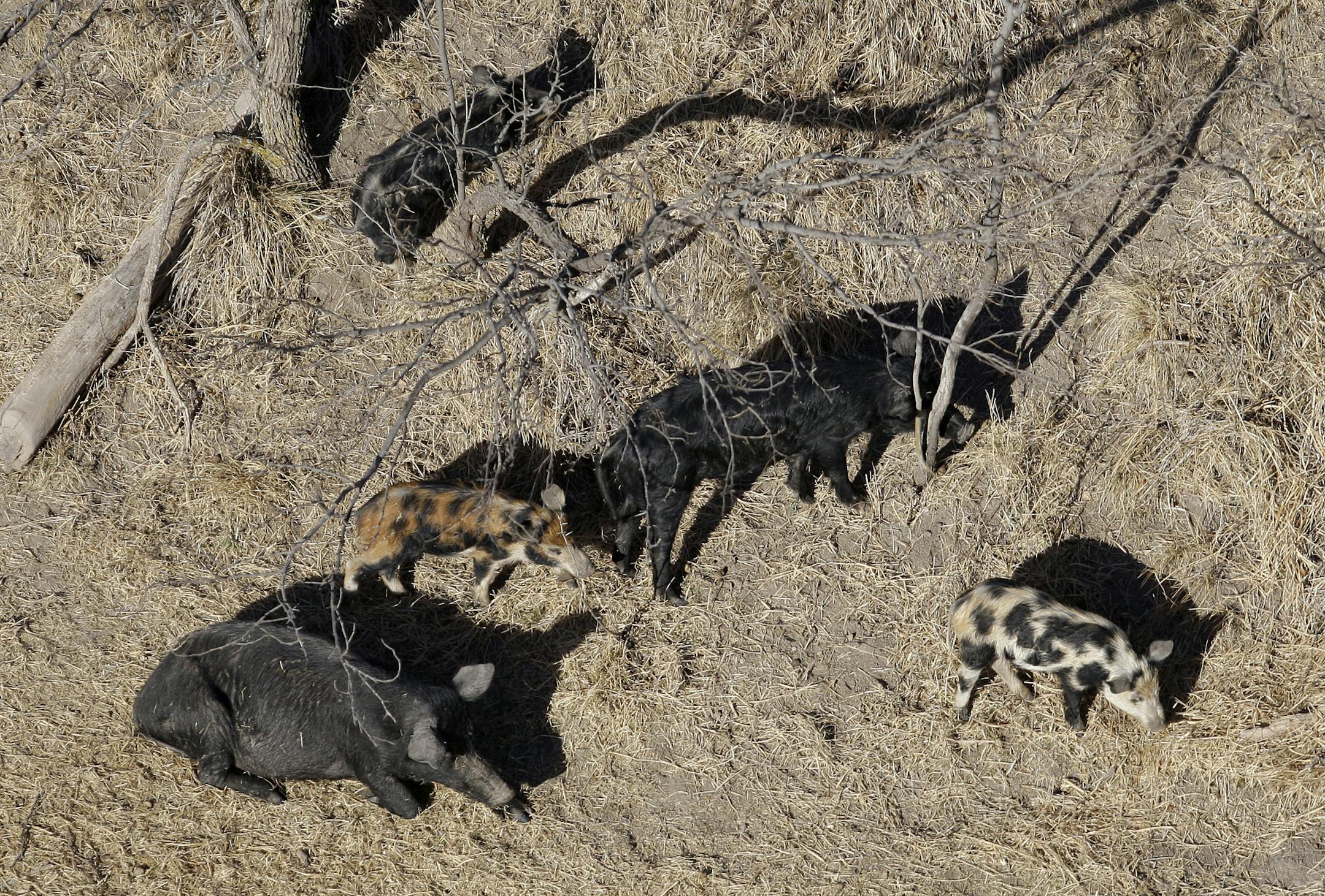 A feral pigs are seen on a ranch near Mertzon, Texas, Wednesday, Feb. 18, 2009. Under legislation proposed by a Fort Worth lawmaker, recreational sportsmen would be allowed to join professional hunters like Lange to aerial-hunt feral hogs to help thin out their relentlessly multiplying and destructive ranks from the perch of a helicopter. (AP Photo/Eric Gay) ORG XMIT: TXEG104