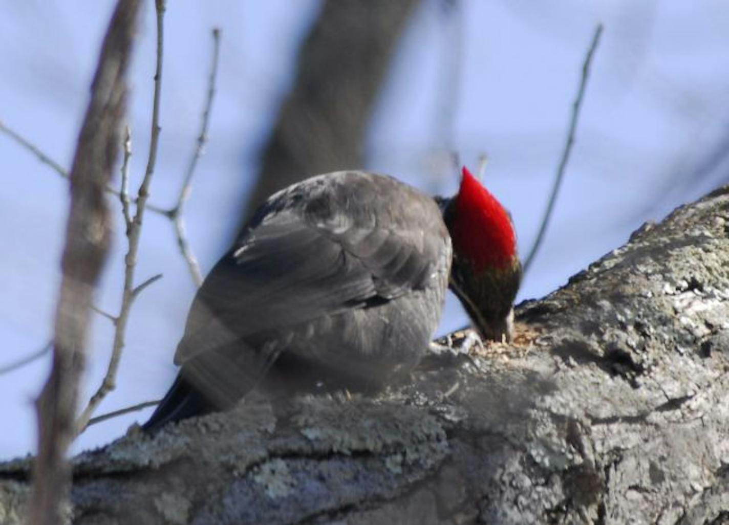 Pileated woodpecker at work