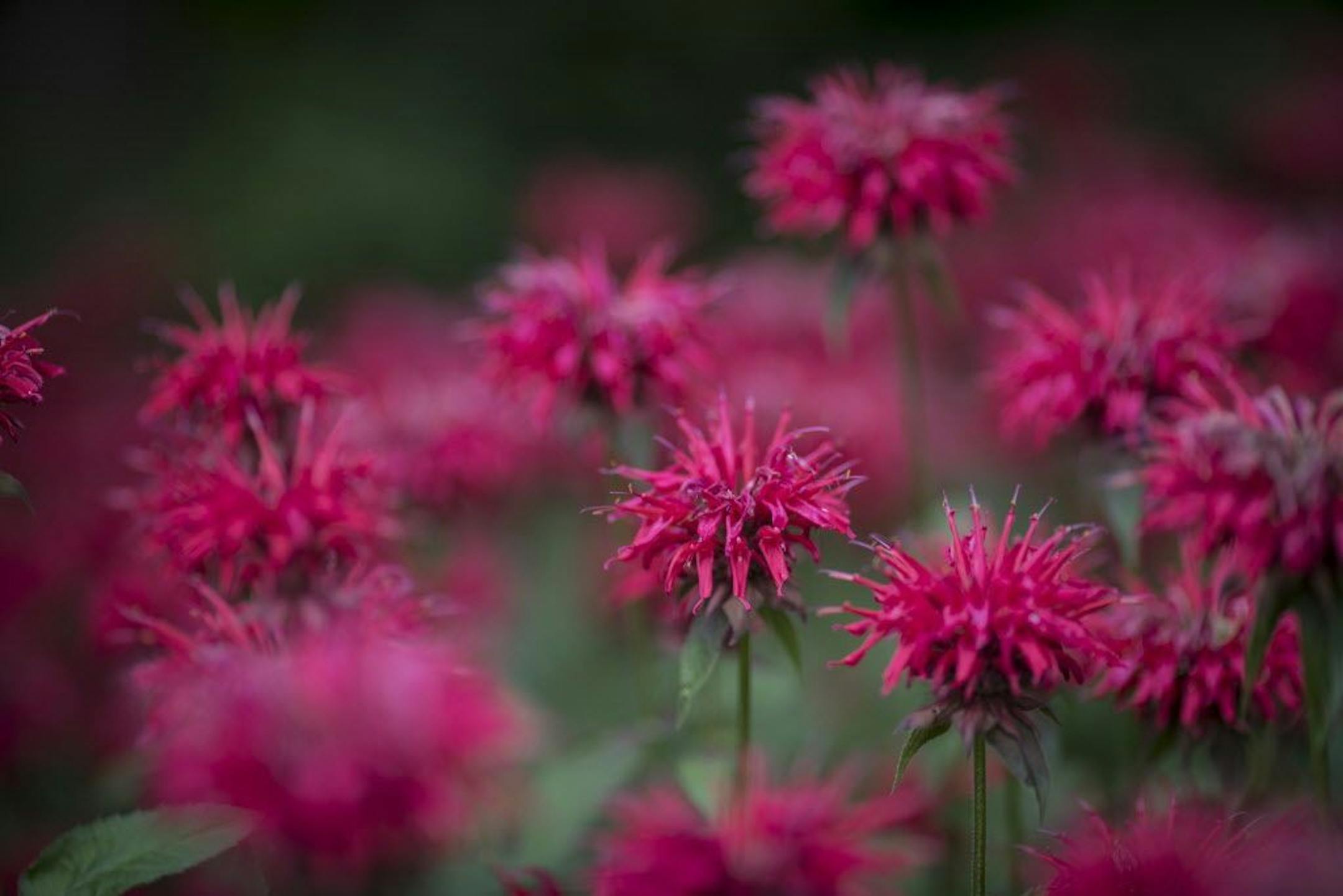Beebalm in bloom.