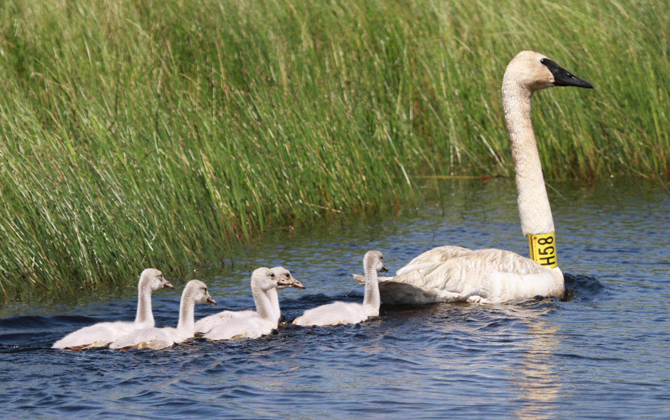 Photo by Don Severson A trumpeter swan adult and cygnets glide across a Wisconsin lake. The band on the parent bird was put in place by researchers to help track its movements.
