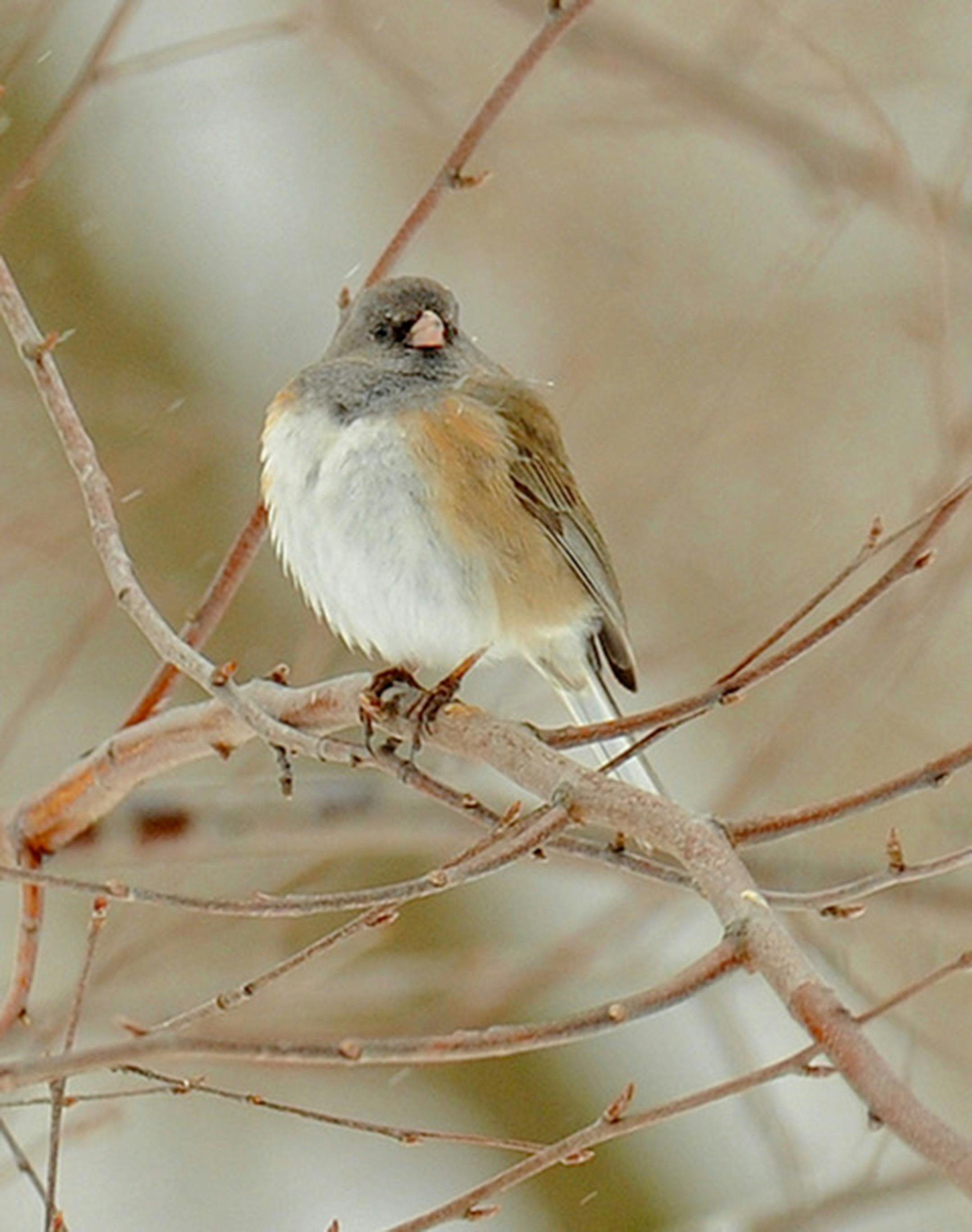 Junco. Jim Williams photo
