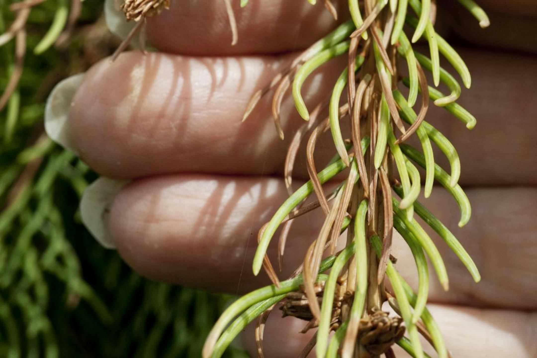 Janet DaPrato holds the leaves of a Norway spruce that started withering a month after a worker applied the herbicide Imprelis in her yard, in Columbus, Ohio, July 14, 2011. The recently approved herbicide, widely used by landscapers because it was thought to be environmentally friendly, has emerged as the leading suspect in the deaths of thousands of trees on lawns and golf courses across the country.