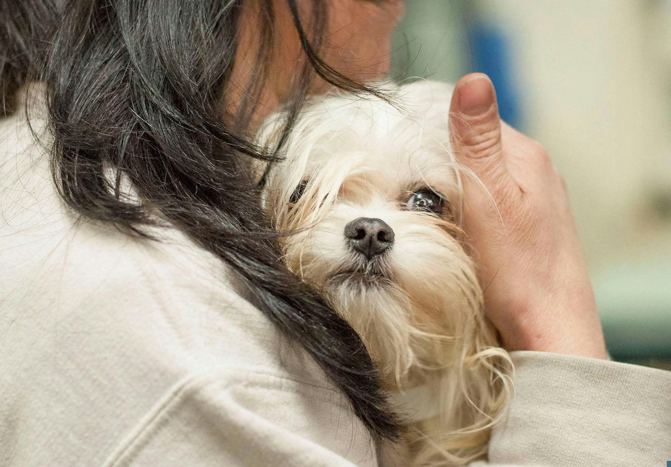 Dozens of dogs were rescued from a couple after a seven-month investigation by Animal Humane Society agents in Minnesota.