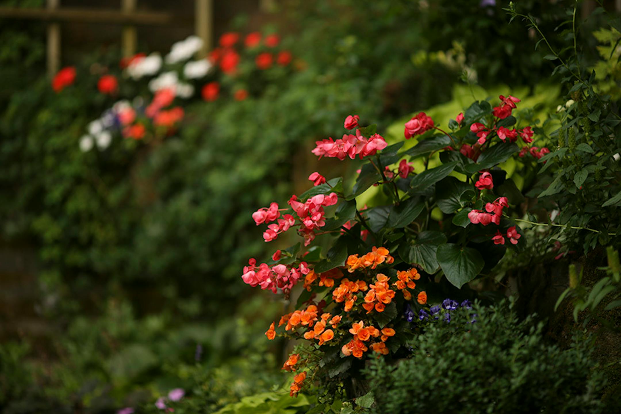 Stephanie designed the garden so that something is in bloom all growing season.
