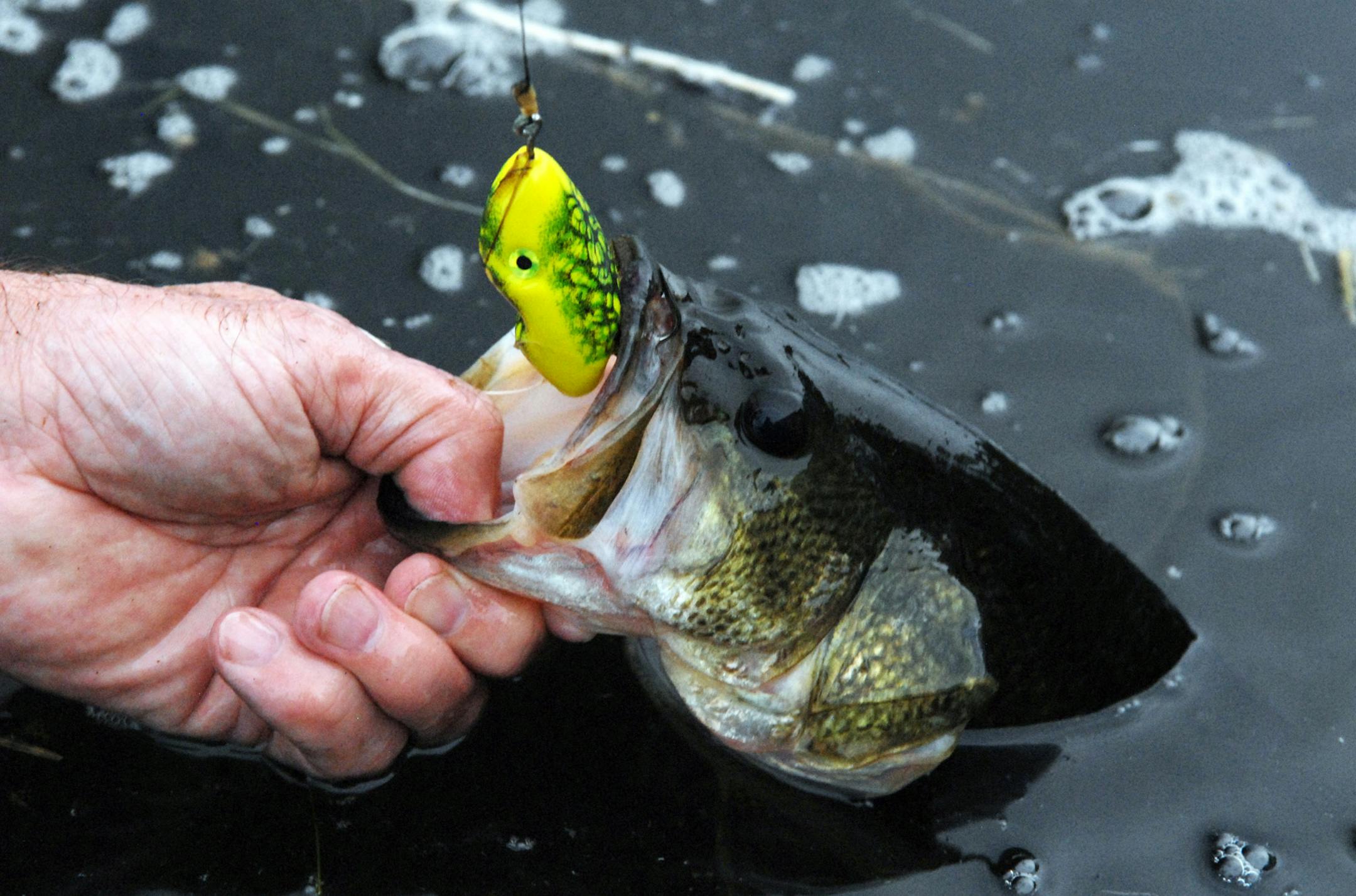 Few fishing methods are as exciting as tossing top-water baits for bass. Here a 2.5-pound largemouth bass comes to hand that hit a weedless Scum Frog.