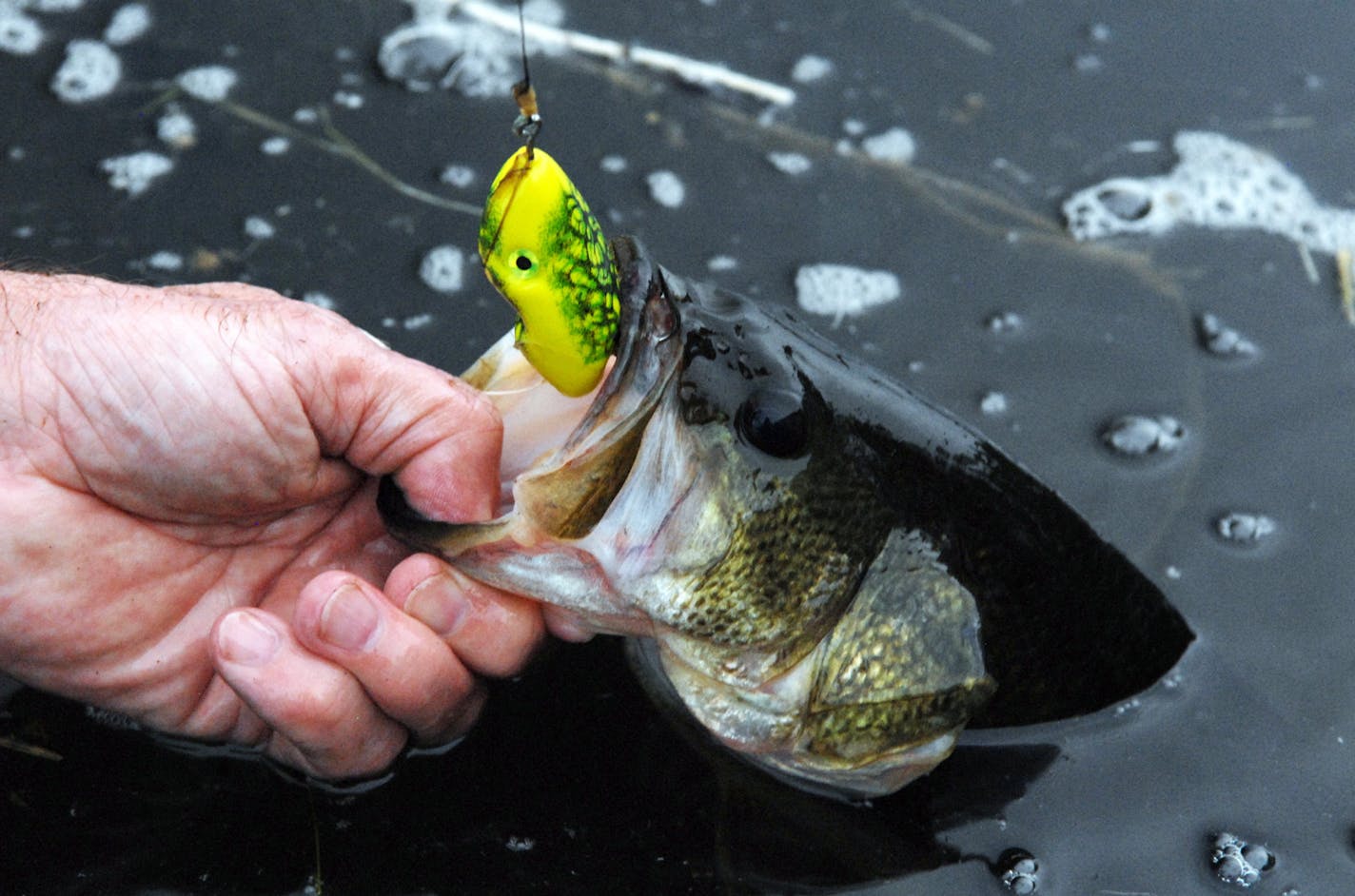 Few fishing methods are as exciting as tossing top-water baits for bass. Here a 2.5-pound largemouth bass comes to hand that hit a weedless Scum Frog.