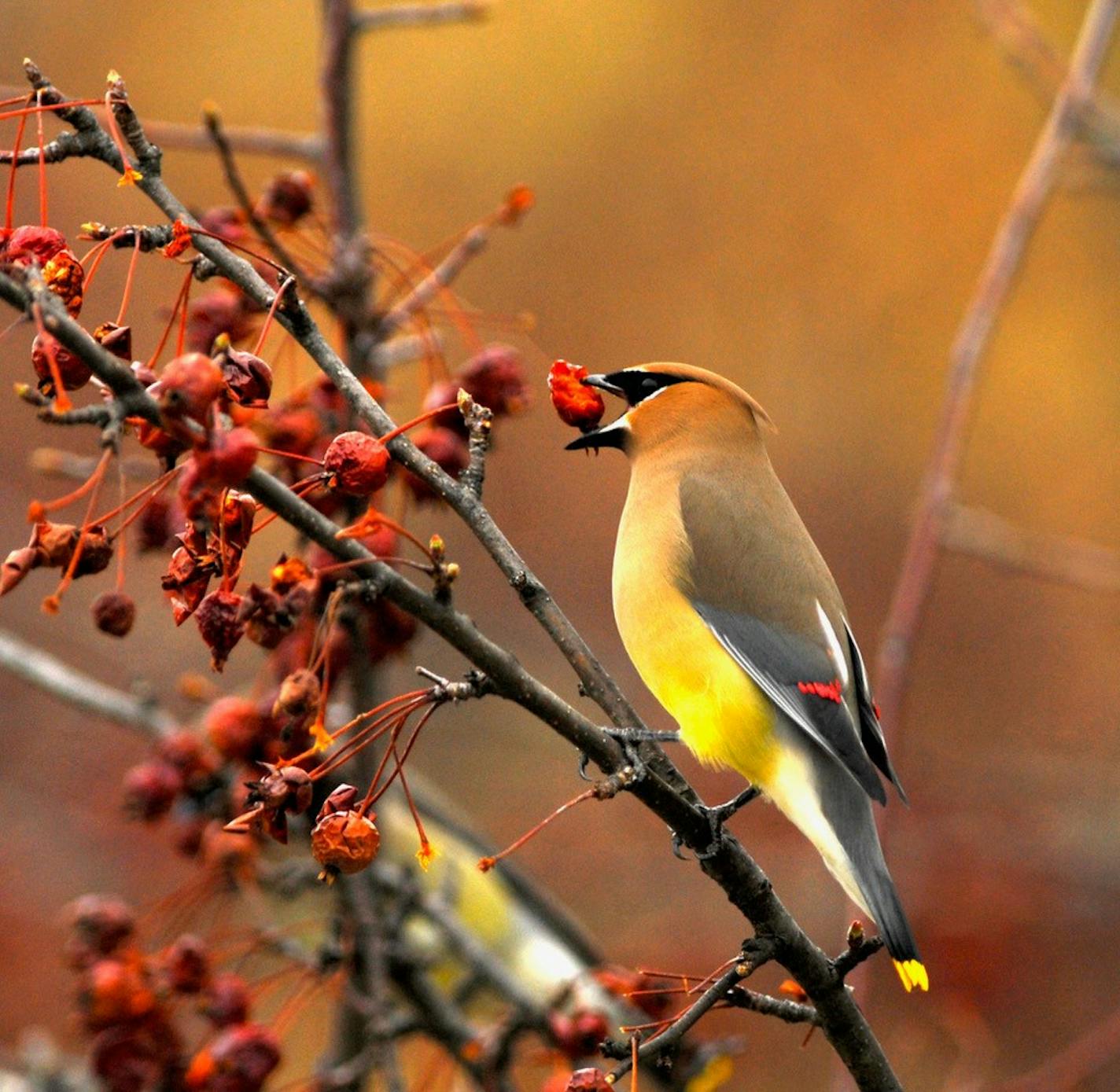 Cedar waxwings such as this one are among the few migratory birds that eat fruit, which has led to problems in Gilbert, Minn.