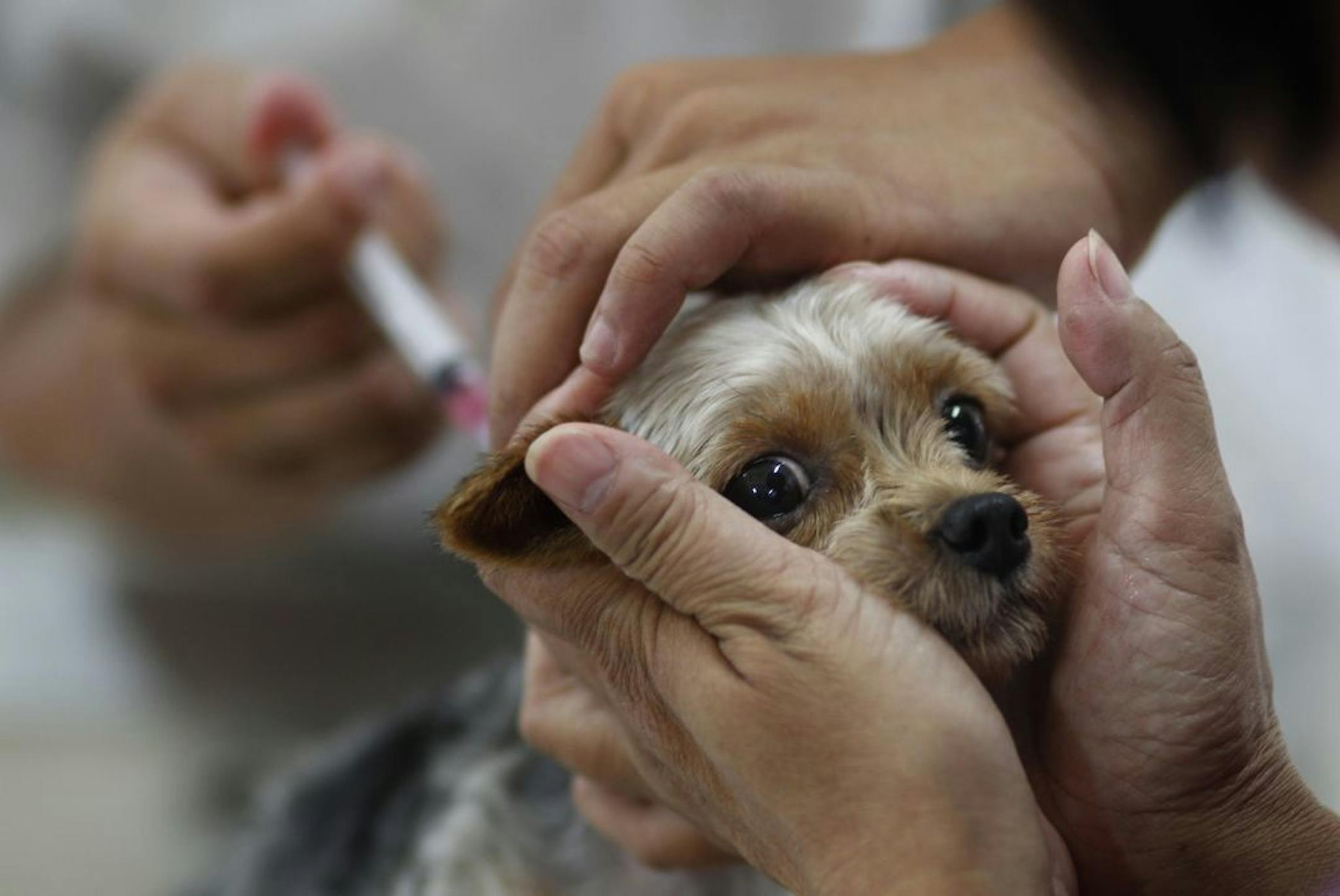 A dog owner gets her pet vaccinated for rabies at a government clinic in Taipei, Taiwan, Thursday, Aug. 1, 2013. Taiwan has ordered tens of thousands of vaccine doses to protect people against the island's first rabies outbreak in more than 50 years.