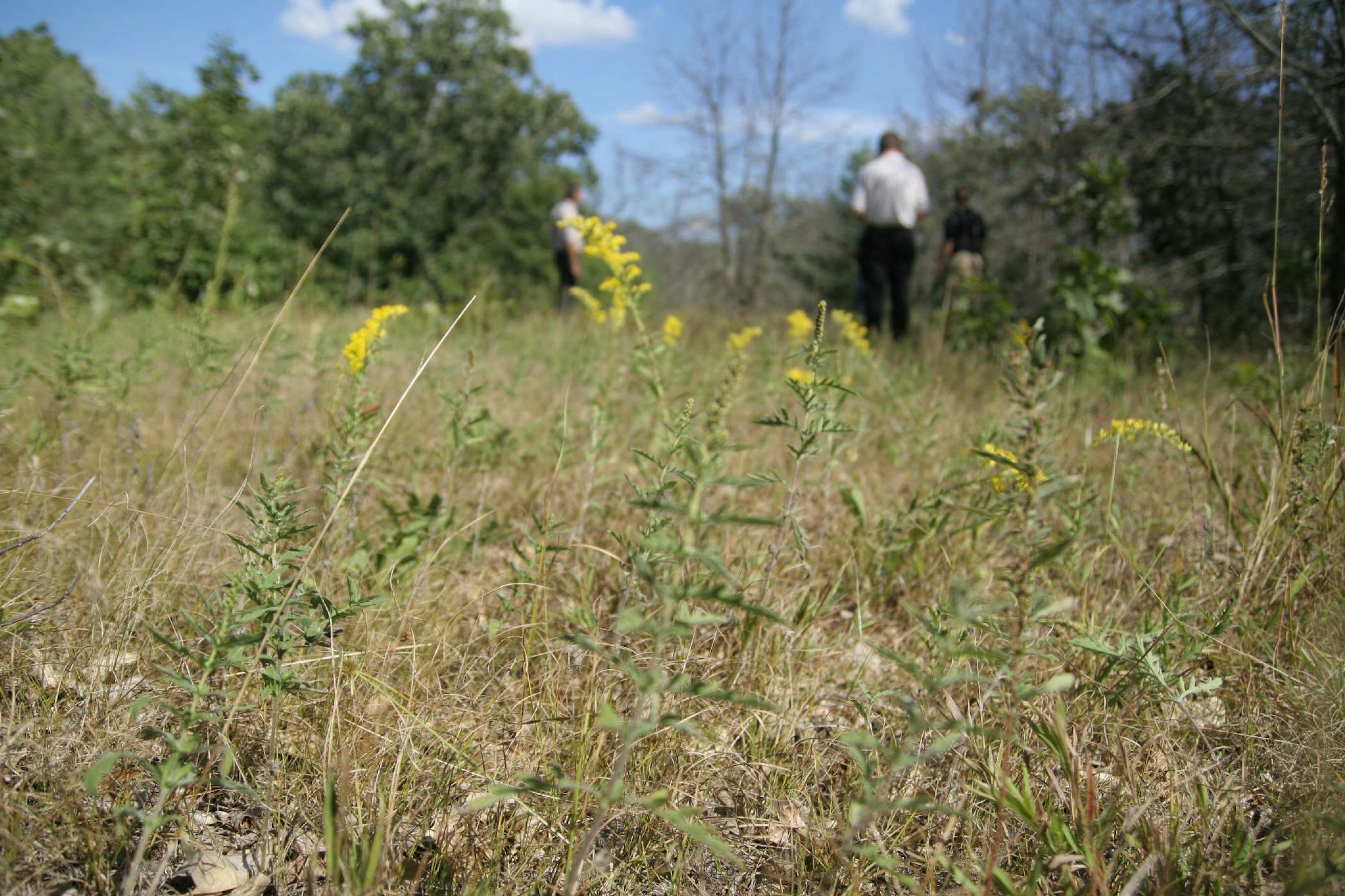 Members of the Andover Open Space Advisory Commission ranged across a parcel in the central part of the city, checking out the topography and plant life. PHOTO BY MARIA BACA