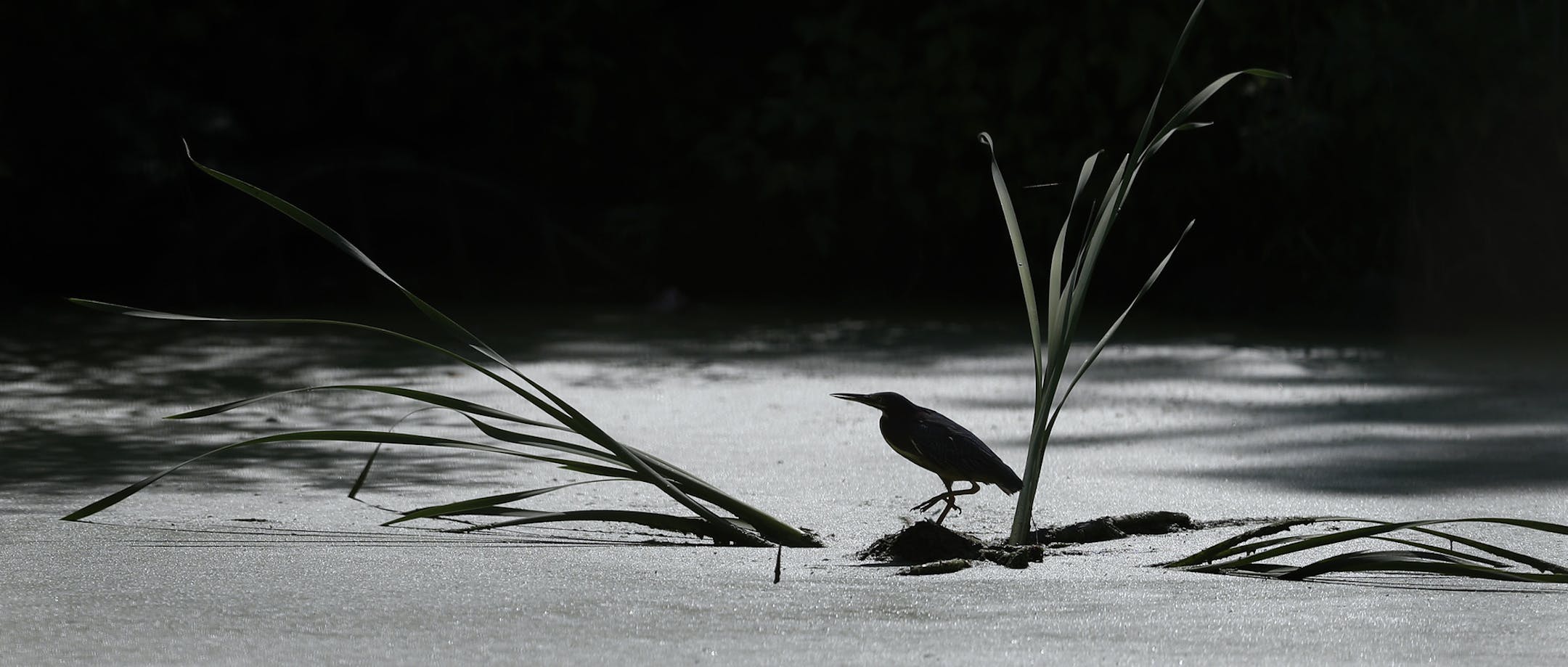 A water fished in Frog Pond at Lebanon Hills Regional Park Monday August 6, 2018 in Eagan, MN. ] JERRY HOLT ï jerry.holt@startribune