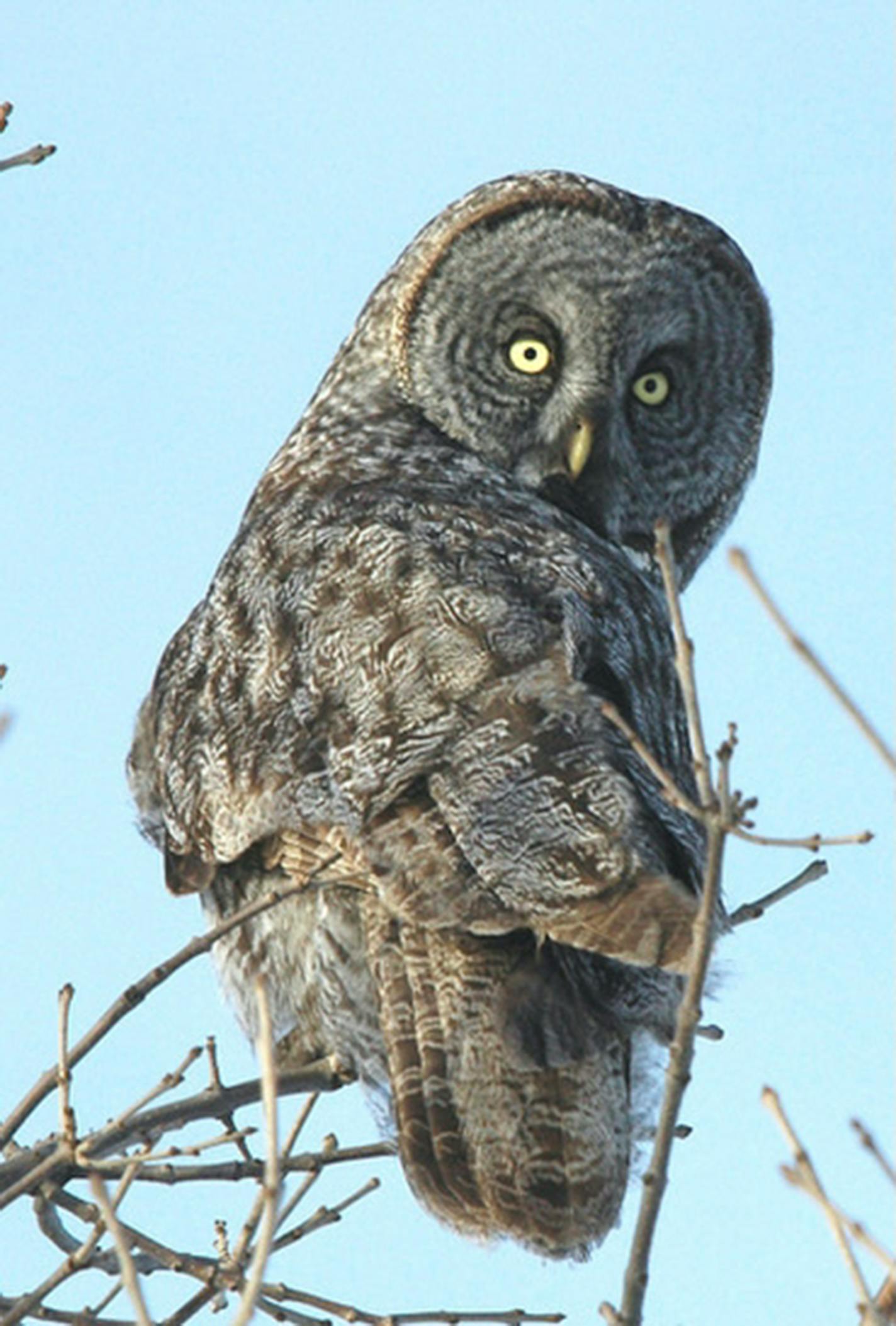 Great gray owl [Photo by Jim Williams]