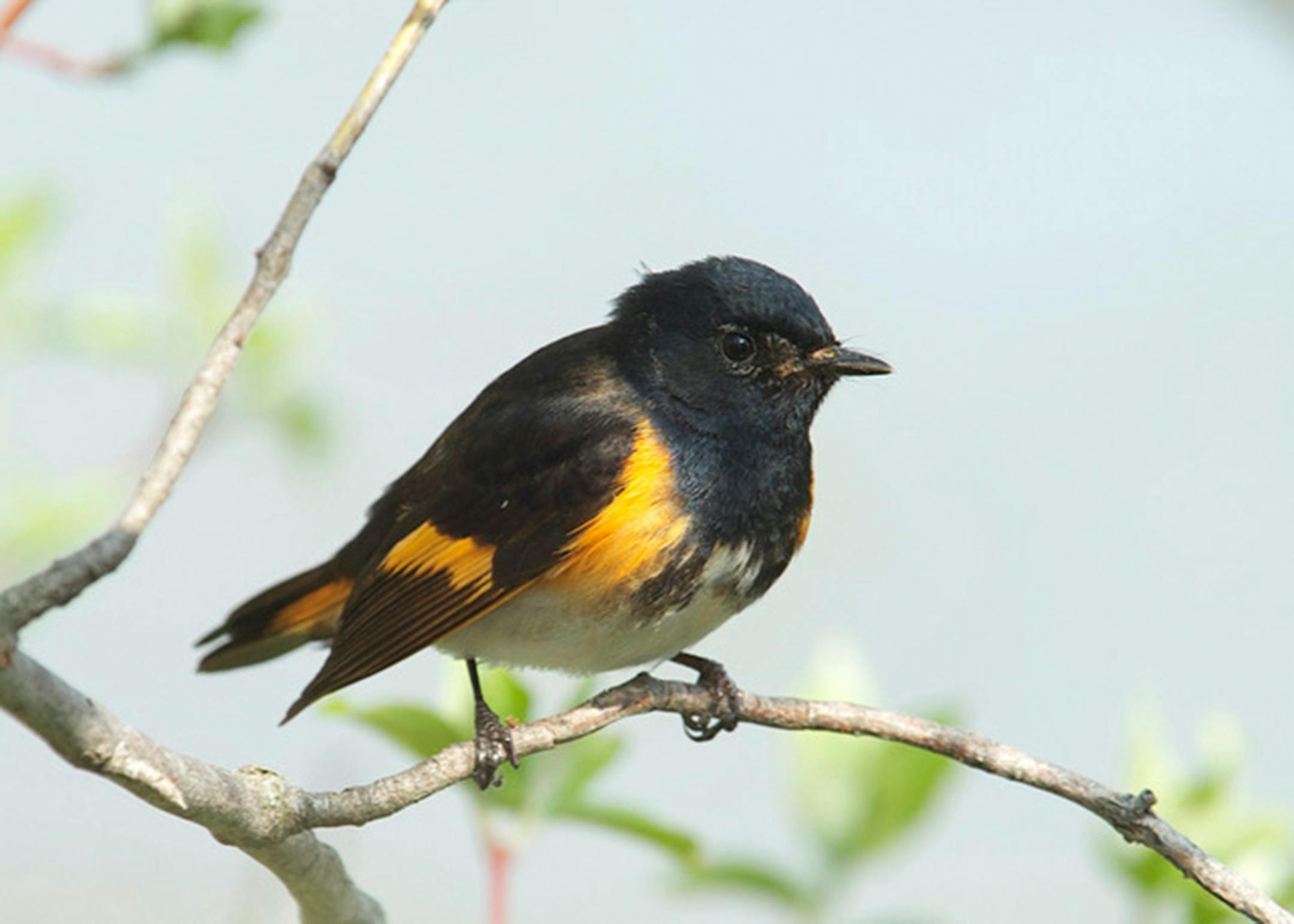 Some say male redstarts look like little orioles.Jim Williams