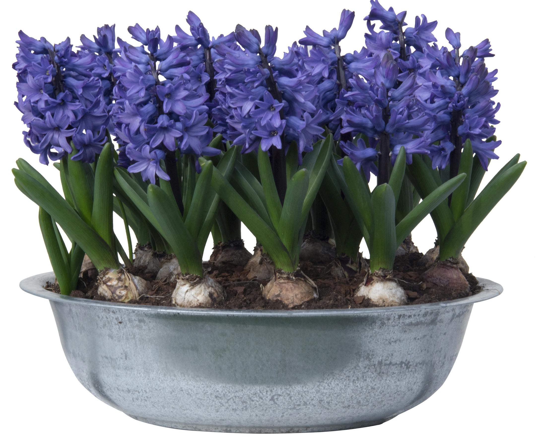Group of blue hyacinths in a metal bowl isolated on white. istock
