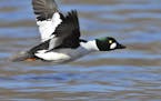 One of the first arrivals to Minnesota during spring migration is the common goldeneye. They gather wherever open water can be found.