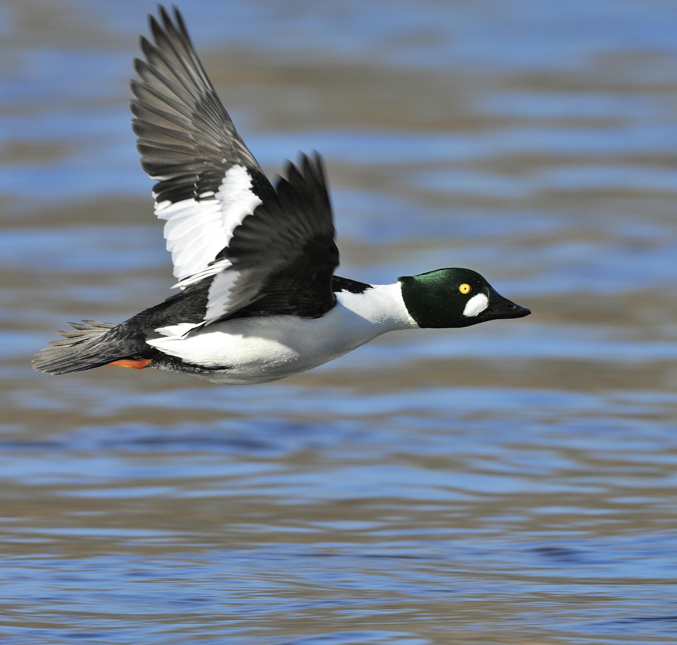 One of the first arrivals to Minnesota during spring migration is the common goldeneye. They gather wherever open water can be found.