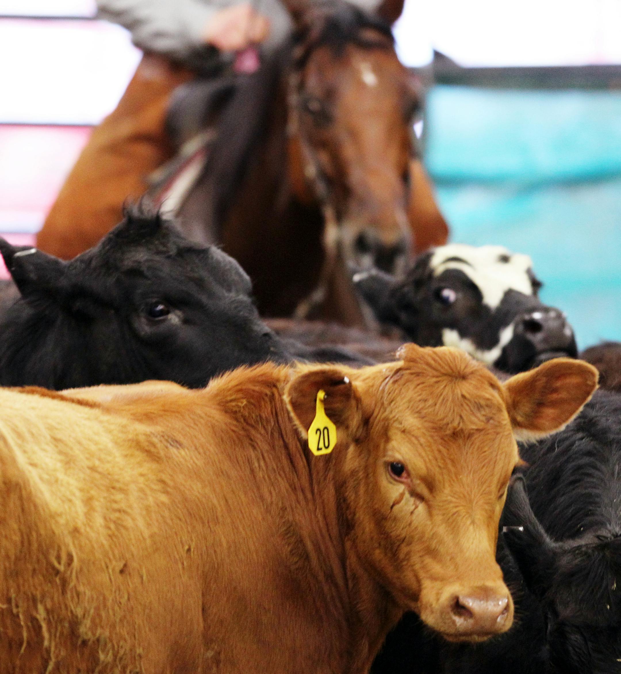 Cattle are herd-bound animals and stick close together while a rider tries to separate one away during the Sunrise River horse cutting competition hosted by the Minnesota Cutting Horse Association in the newly erected AgStar Arena at the State Fairgrounds, Sunday, May 20, 2012, in St. Paul. (Genevieve Ross/Special to the Star Tribune) ORG XMIT: MIN2013082011131820
