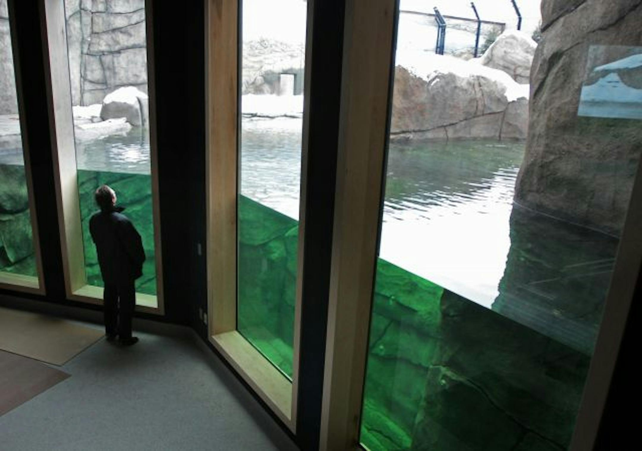 Who's watching whom? Buzz and Neil have migrated back to Como Zoo and are settling in at their Polar Bear Odyssey home in St. Paul's Como Park. The exhibit area, replicating the bears' northern Canada homeland, will open to the public on June 3.