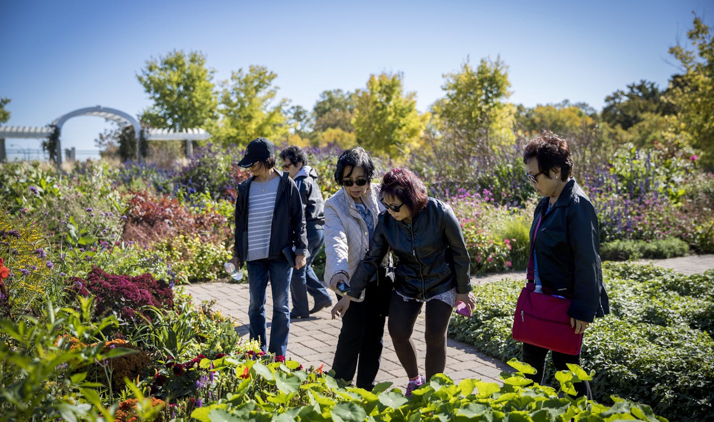 Friends from the left; Vicki Tennison, Mary Ellen Garcia, Winnie Bascon, Viola Veloso and Rina Keh looked at the flowers during a walk in the Longfellow Gardens on the land bridge over Hiawatha Avenue at Minnehaha Parkway on Wednesday, October 5, 2016, in Minneapolis, Minn. ] RENEE JONES SCHNEIDER &#x2022; renee.jones@startribune.com