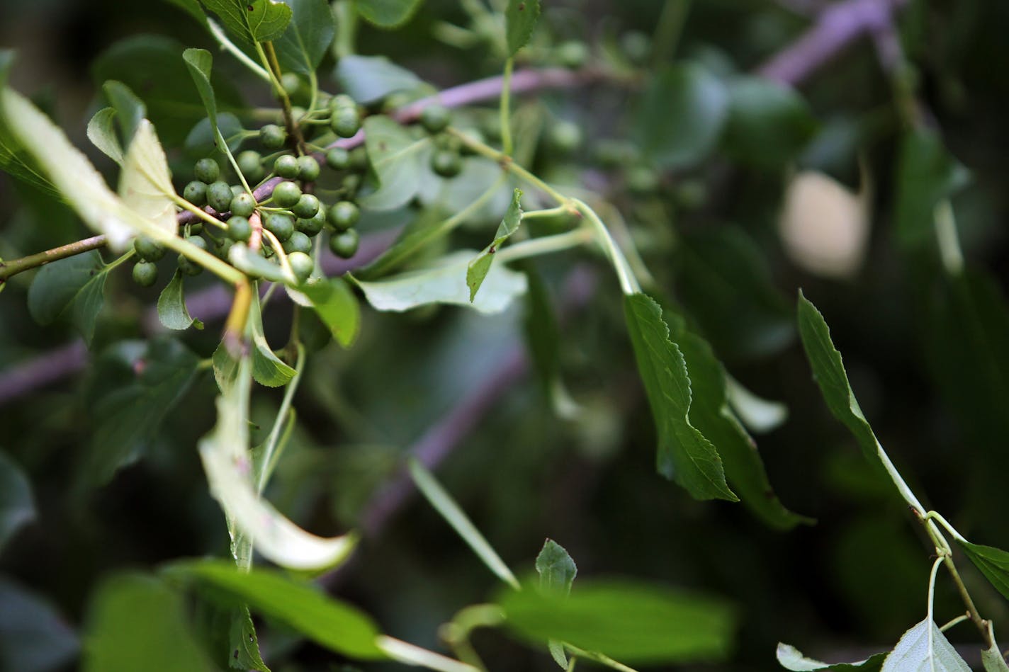 A buckthorn plant is removed from some areas of the campgrounds by the Summer Youth Program of the Conservation Corps of Minnesota at the William O'Brien State Park, on Wednesday, July 10, 2013.