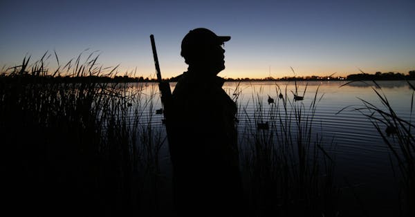 Minnesota's waterfowl season opens next month, and another liberal season is on tap. Star Tribune file photo by Doug Smith ORG XMIT: MIN13080116254255