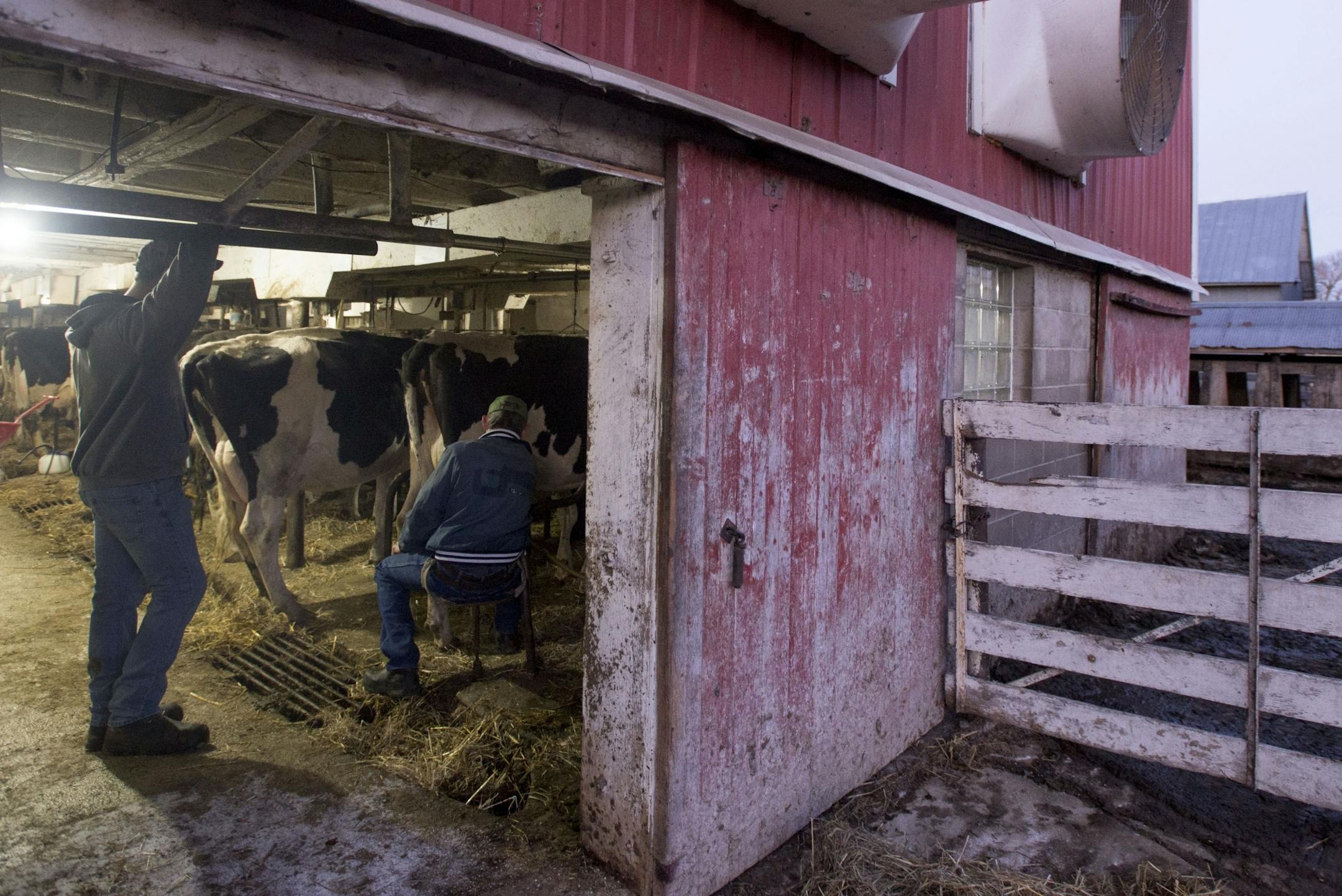 Owner of Wicmar Dairy Mark Wickenhauser, right, milks a cow as he speaks with one of his hired hands Sawyer Sutherland, left, in the early morning.