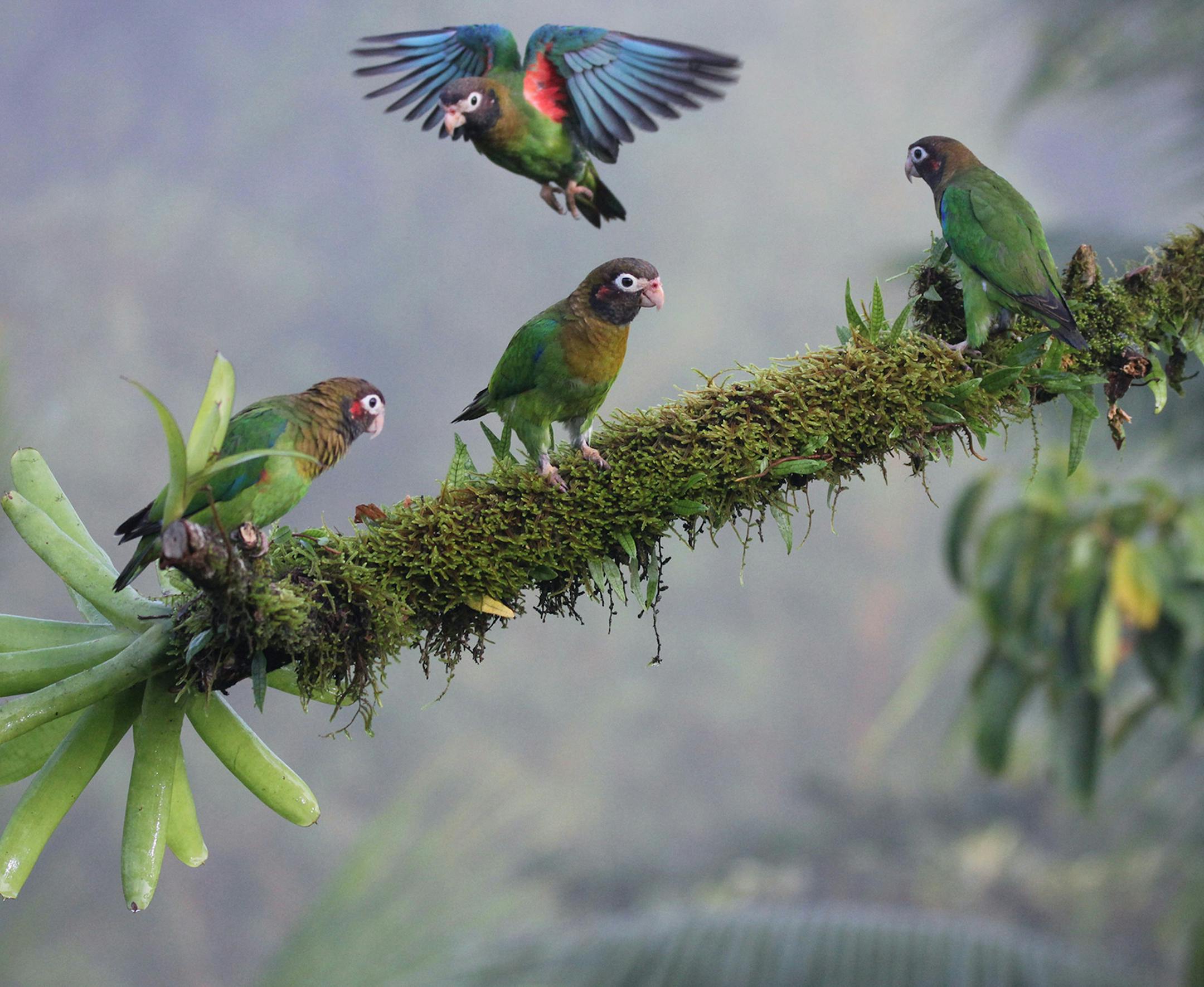 This is from the Laguna del Lagarto lodge in Costa Rica, where I recently visited on a birding tour. The lodge was incredible for birds, remote and with the best stars I've seen in decades. It was also intensely hot, and lacked in comfort and privacy. viewfinders2017 Nina Hale
Grand Poobah Emerita
o 612-877-6561
m 612-805-2071
/
Nina Hale www.ninahale.com