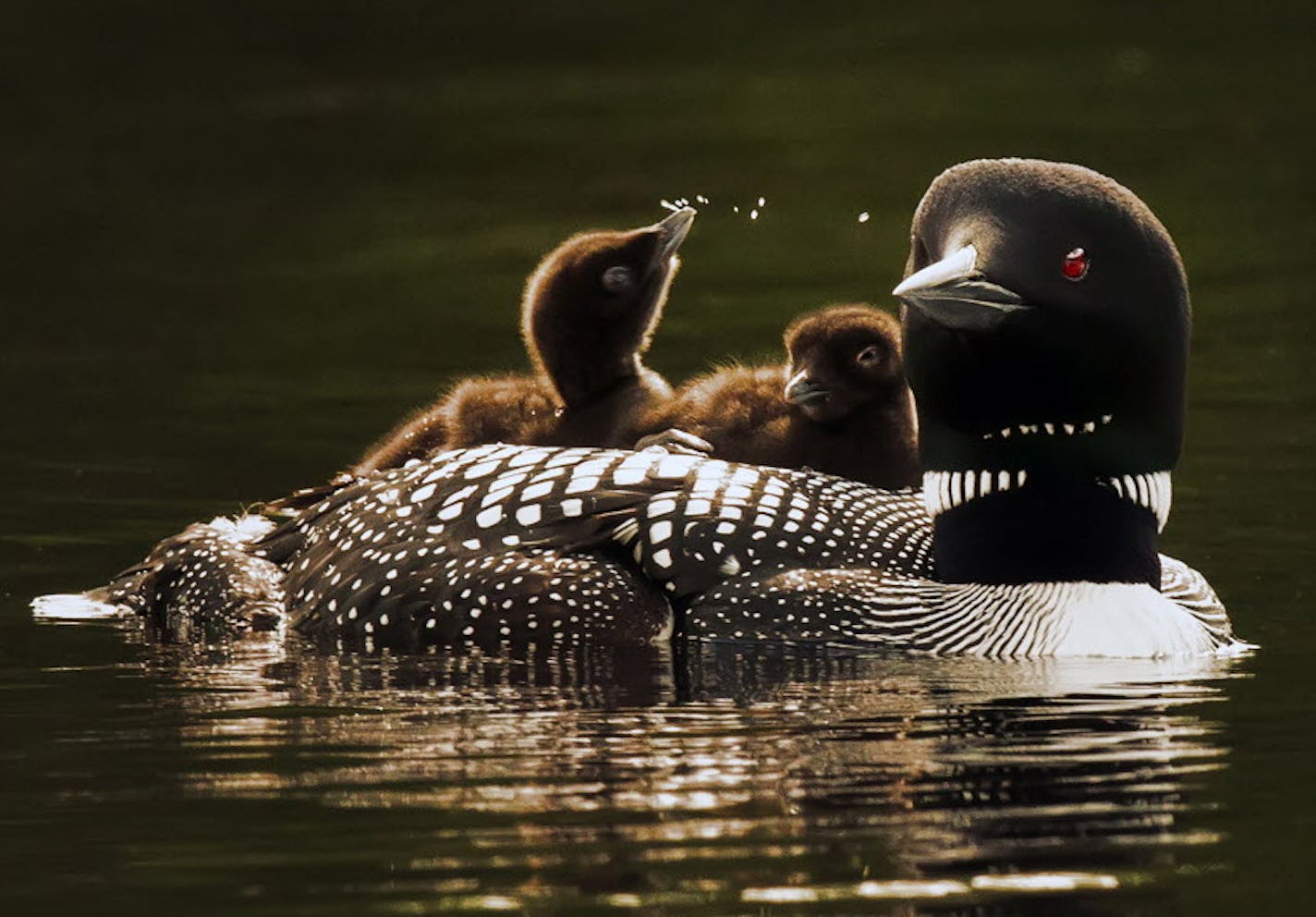 A mother loon and her two babies, cruised the waters of Lake Elora in St. Louis County shortly after they hatched and left their nest. Many loons in Northern Minnesota abandoned their nests earlier in the spring because of swarming black flies, and had to re-nest. This late hatch will result in a race with the clock to mature enough to fly south starting in early October. ] BRIAN PETERSON &#x2022; brian.peterson@startribune.com Cotton, MN 07/07/2014 ORG XMIT: MIN1407071202531297 ORG XMIT: MIN150