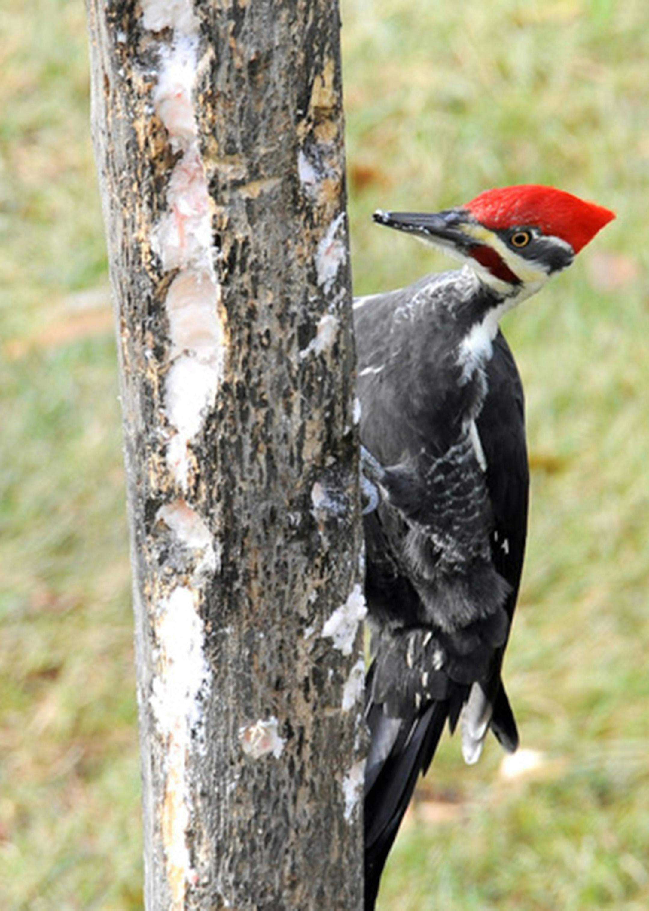 Pileated woodpecker Credit: Jim Williams