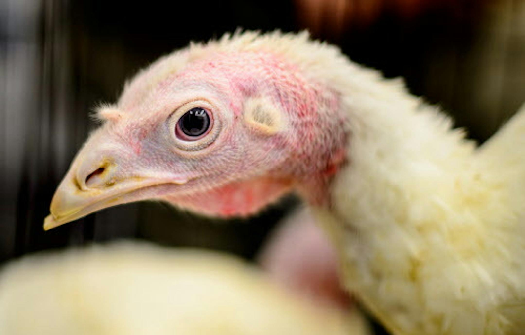 Governor Dayton kicked off Thanksgiving week with a visit from two Minnesota turkeys who are not given names and not pardoned. Minnesota is the largest turkey producing state in the nation with 450 farmers raising 46 million birds annually. Monday, November 24, 2014 ] GLEN STUBBE * gstubbe@startribune.com