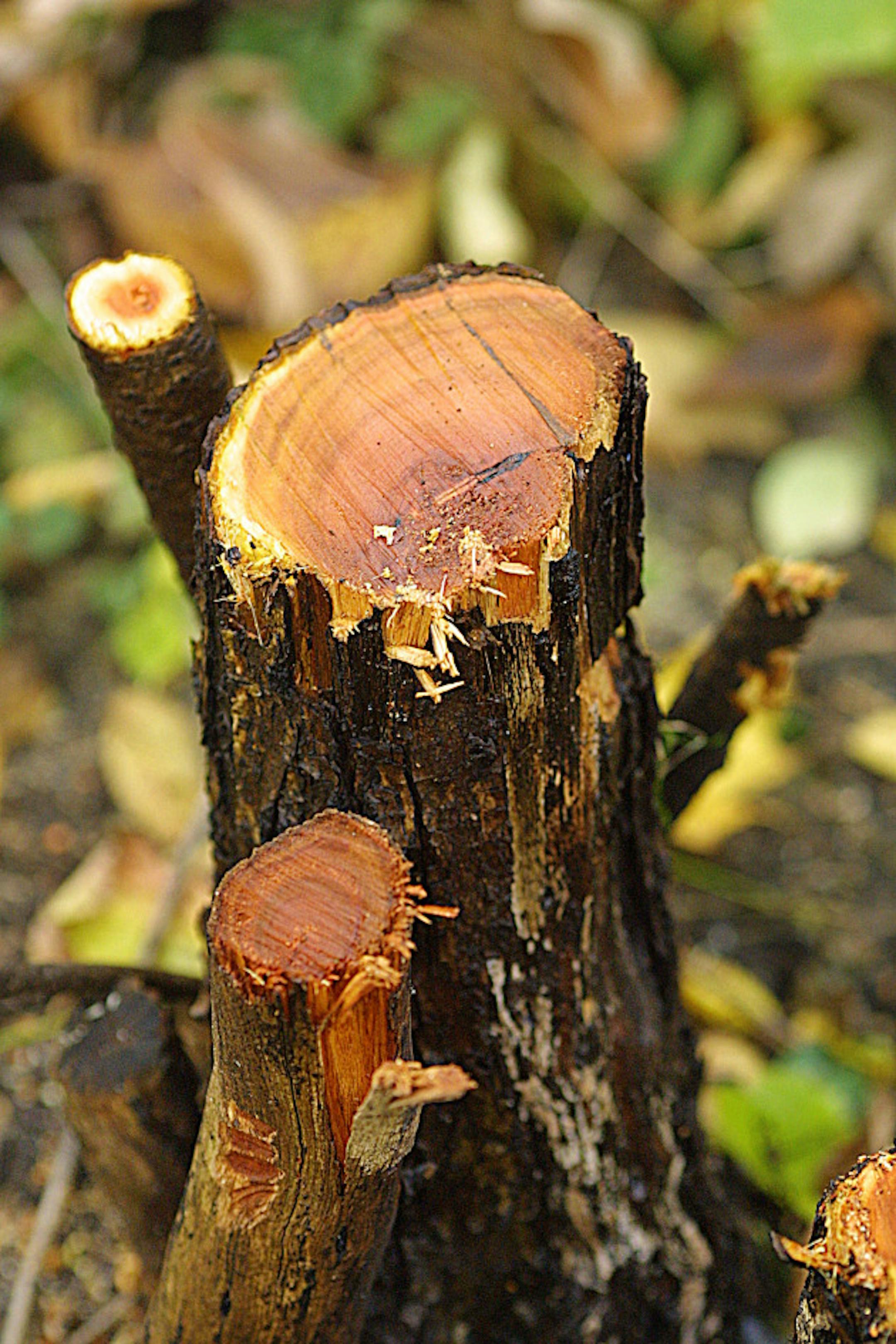 GENERAL INFORMATION: Buck08: Buckthorn was once planted as a popular hedge, because it was fast-growing and filled in fast. But the prolific plant has become a pest, filling public and private land and choking out other natives. We'll look at the history of buckthorn, why is spreads as quickly as it does and the heroic efforts by communities and park officials to get rid of this invasive plant.