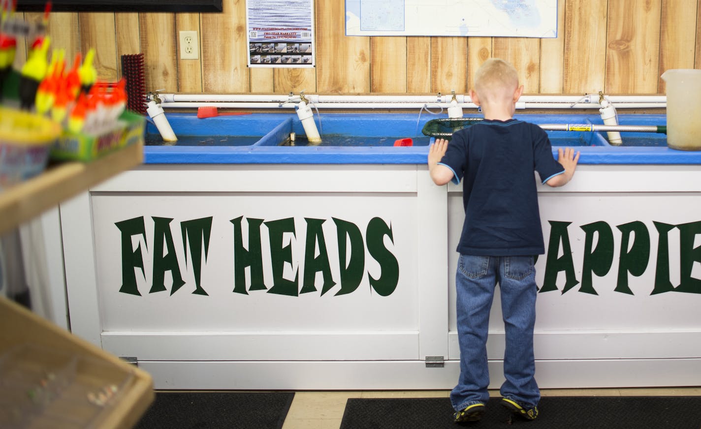 Liam Hazleton, 4, tried to get a good look at crappie minnows as his father shopped for bait at Mike&#x2019;s Bait on 8 in Forest Lake.