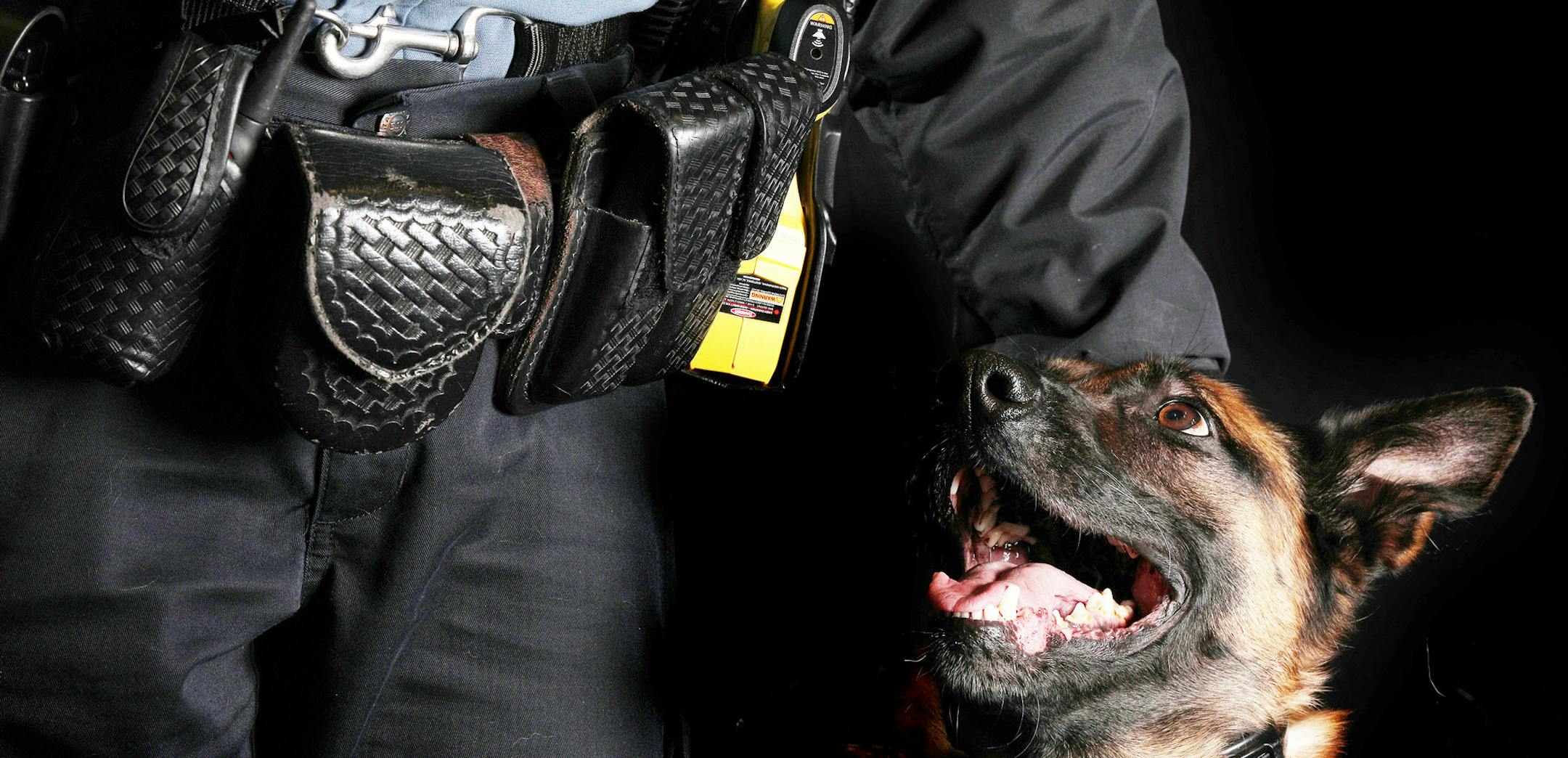 St. Paul K9 officer Gilly, a 5-year-old Belgian Malinois, sat for a portrait with his partner officer Colleen Rooney. ] ANTHONY SOUFFLE ï anthony.souffle@startribune.com Dogs and their handlers posed for portraits during the annual Land O' Lakes Kennel Club Dog Show Saturday, Jan. 6, 2018 at the RiverCentre in St. Paul, Minn. ORG XMIT: MIN1801061754270125