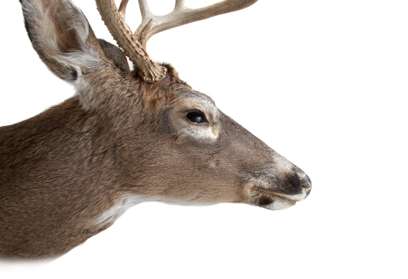 Profile of deer head against white background.