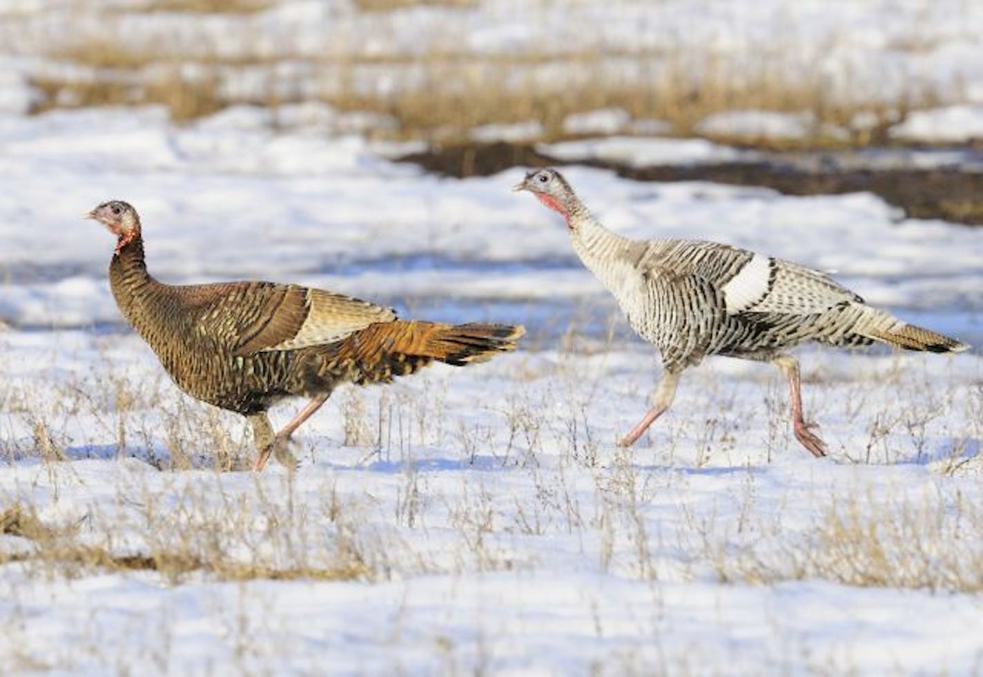 A nearly white wild turkey is accompanied by a normal colored turkey. The naturally occurring white turkeys are commonly called "smoke phase" birds.