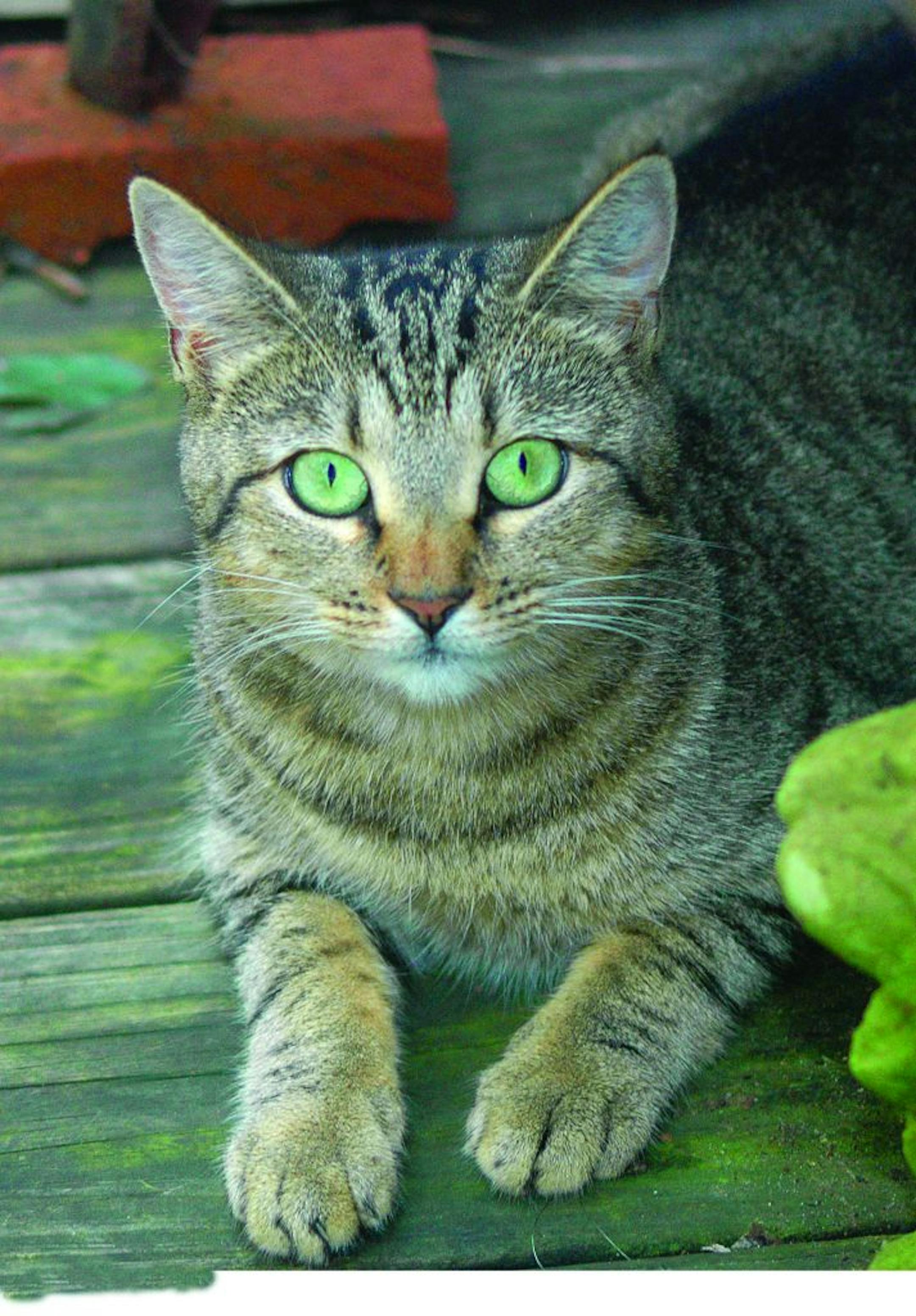 sneaky pie brown, co-author with rita mae brown