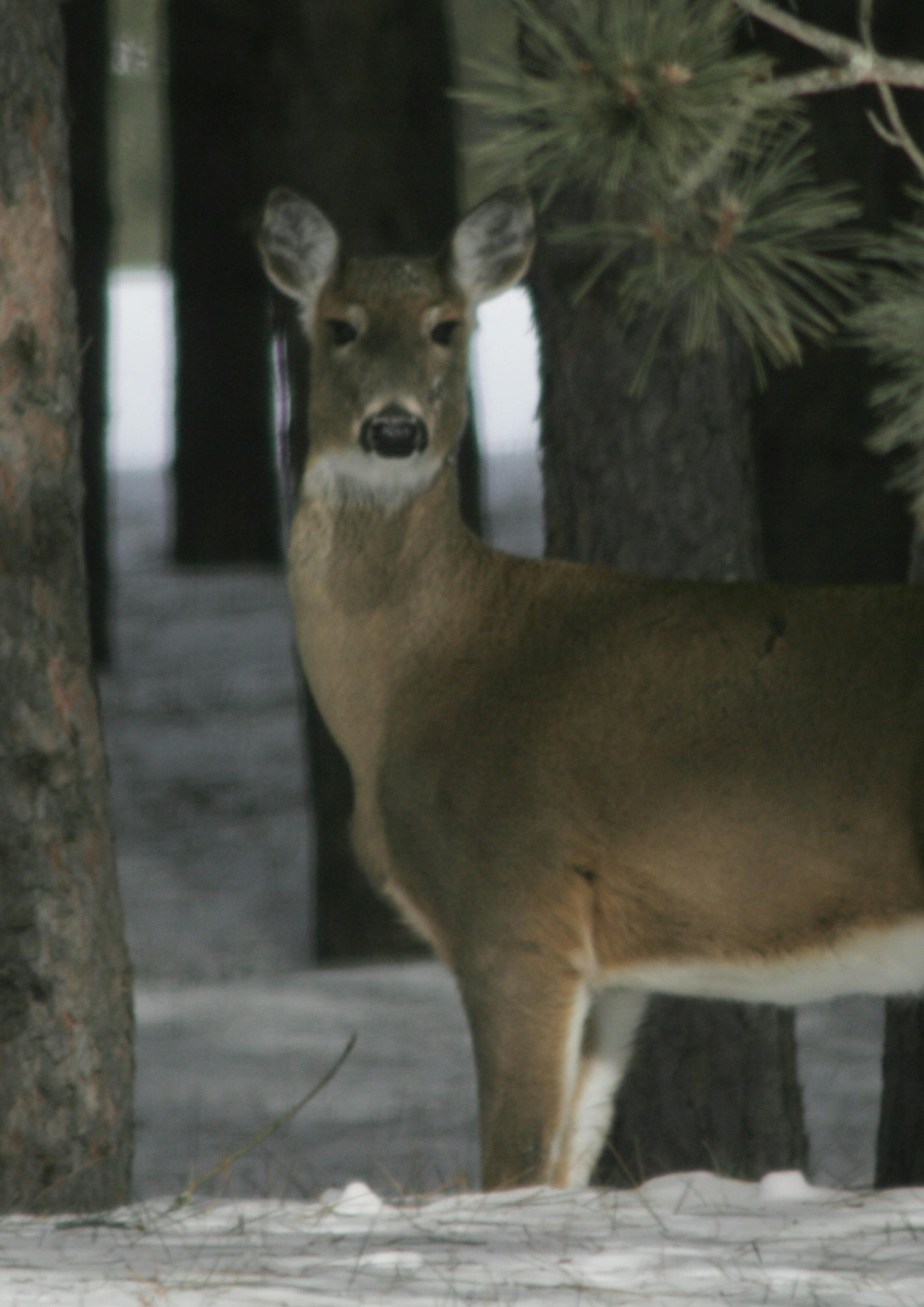A deer near an area in Aitkin County where emergency deer feeding will occur. Doug Smith/Star Tribune; March 3, 2014.