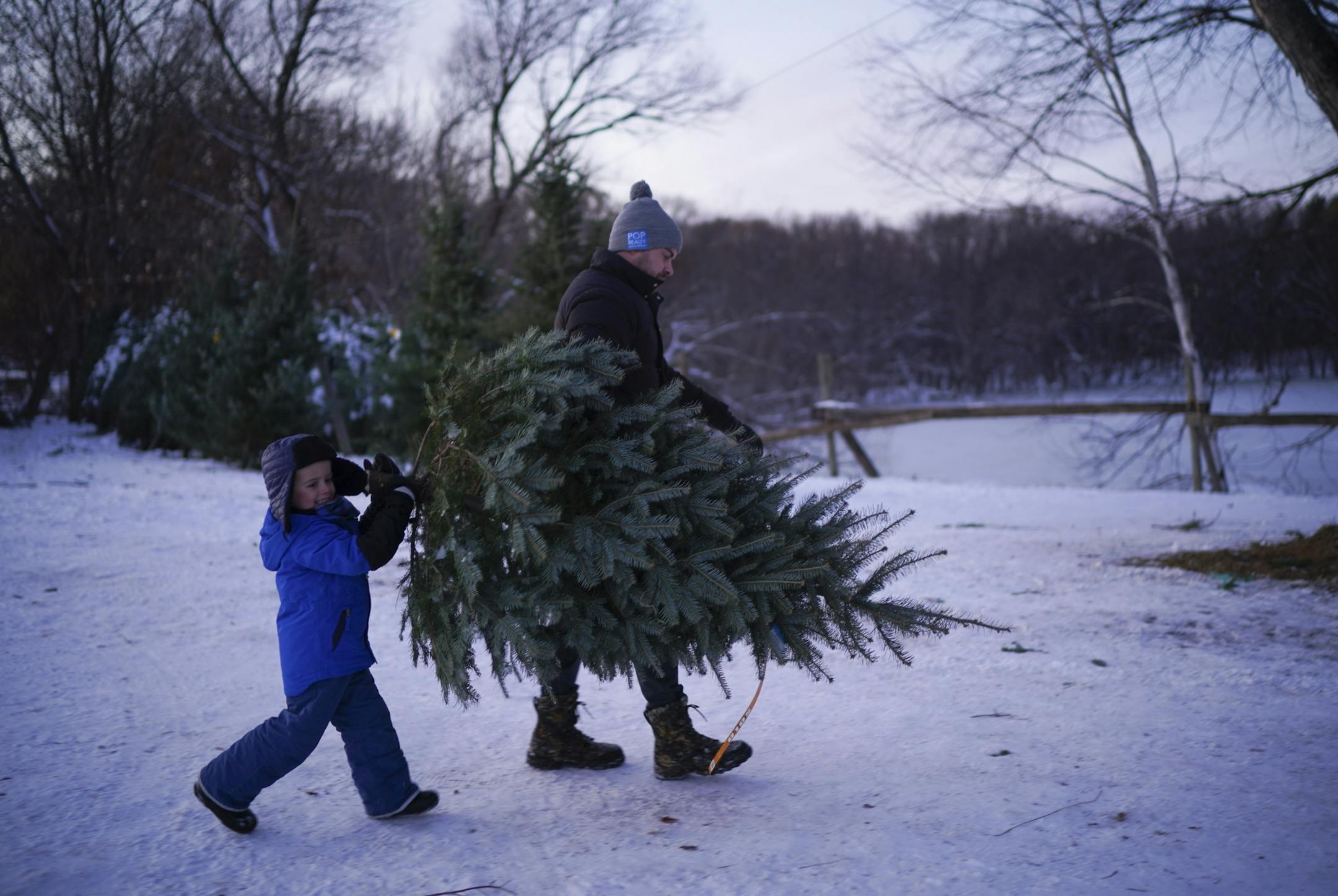 Shawn Wilson was helped with the family Christmas tree by his son, David, 4, after cutting it themselves at Krueger's Christmas Tree Farm late Tuesday afternoon.