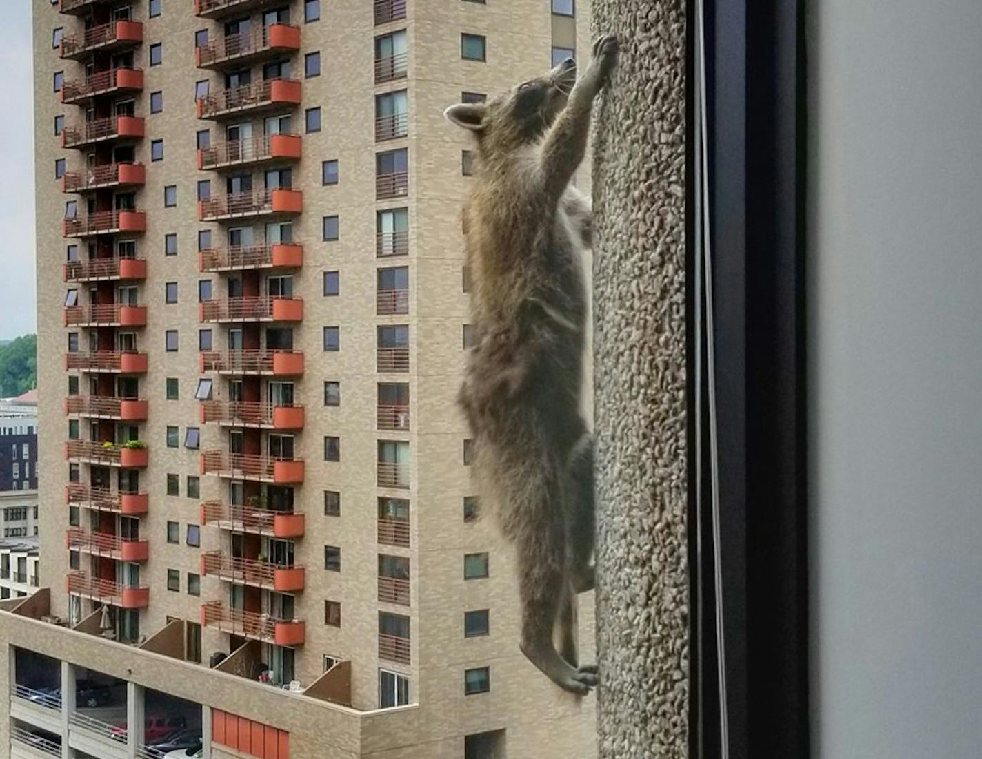 PHOTO COURTESY BEN JOHNSON. Scores of onlookers rooted on the raccoon as it moved next door to the UBS Tower and scaled the concrete skyscraper, making it up as high as the 20th floor, according to reports.