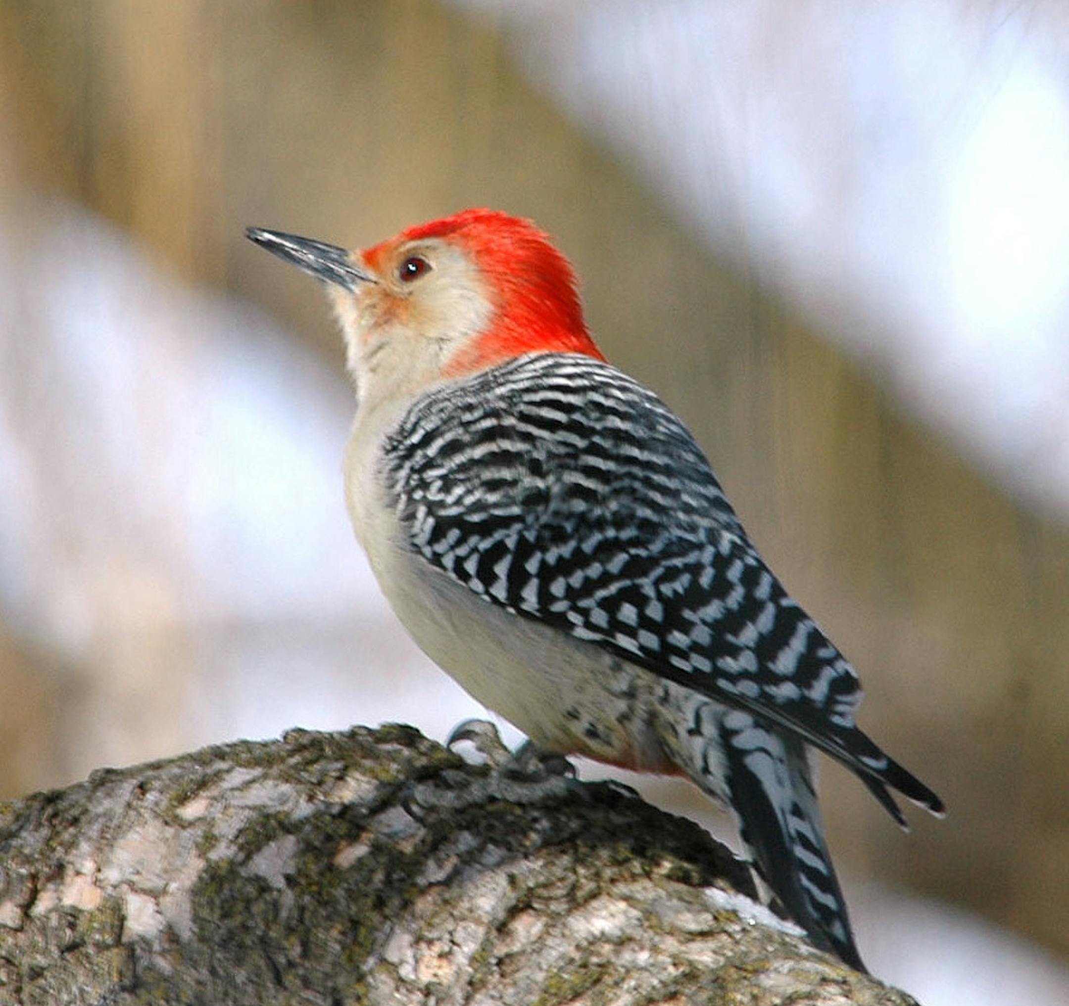 Red-bellied woodpecker credit: Jim Williams
