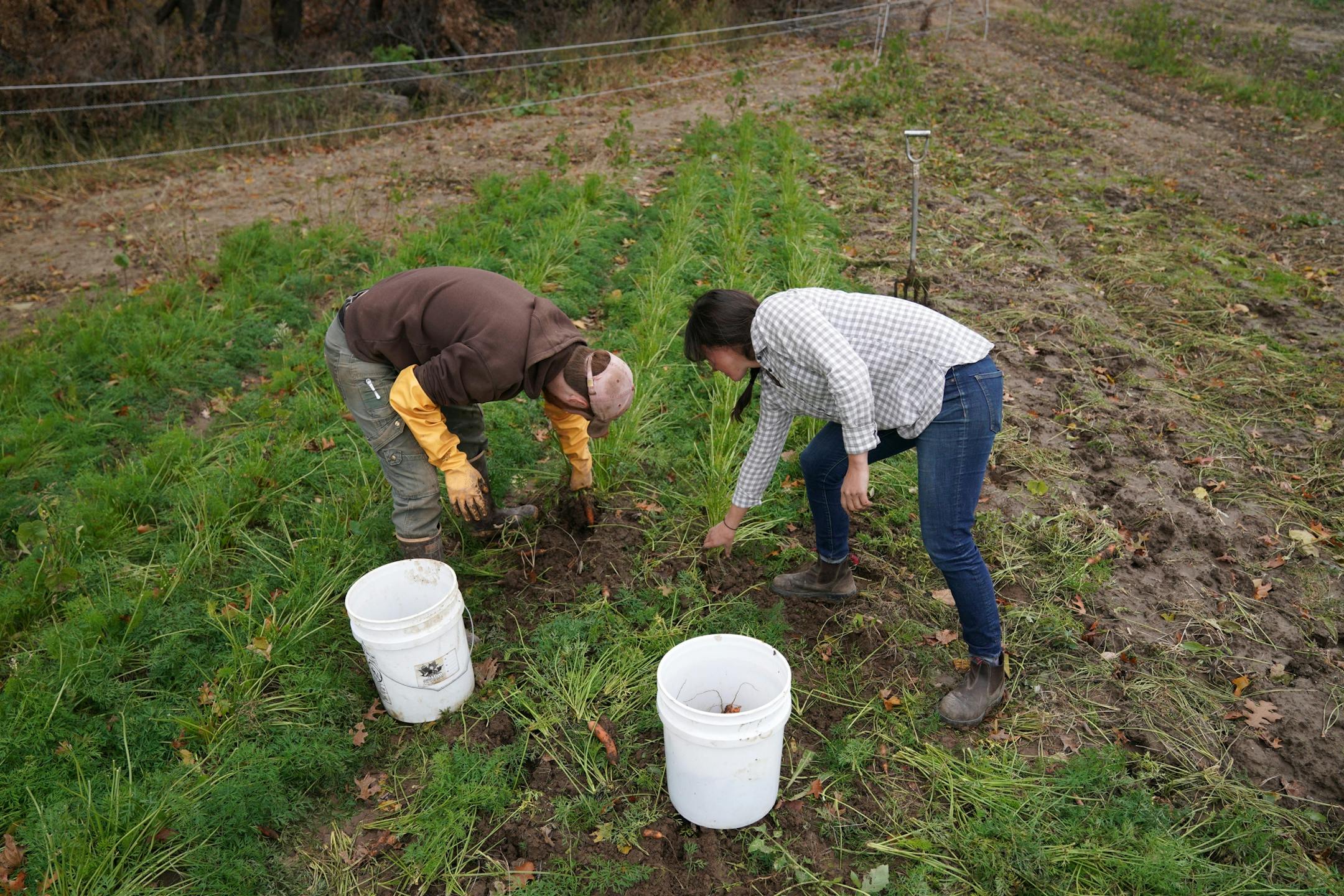 Vegetable farmer Kristin Pearson harvested carrots along with her field manager Jay Acker at her rented land.