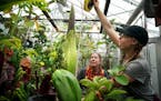 Kaci Atherton measured the corpse flower at 37 inches as University of Minnesota Horticulturalist Angie Koebler watched. Angie said it can grow betwee