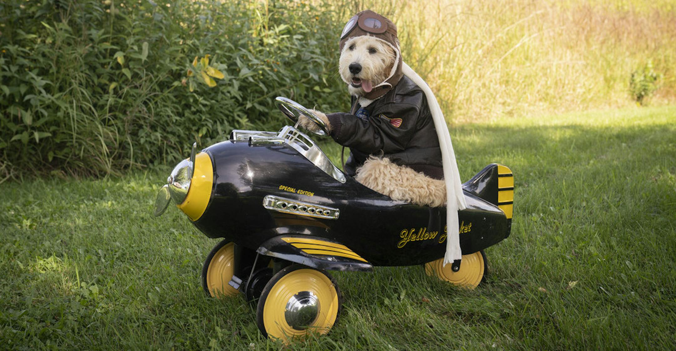 Anything goes: Second place Pet: Beau Owner: Larissa Vosejpka, of Prior Lake Comment: Vosejpka's mom is a portrait photographer, so Beau ended up in the costume and props normally used to photograph little kids. 2019 Halloween Pet Costume Contest