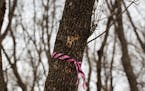 Pink tape signifies evidence of Emerald Ash Boreres in an Ash tree Wednesday afternoon.