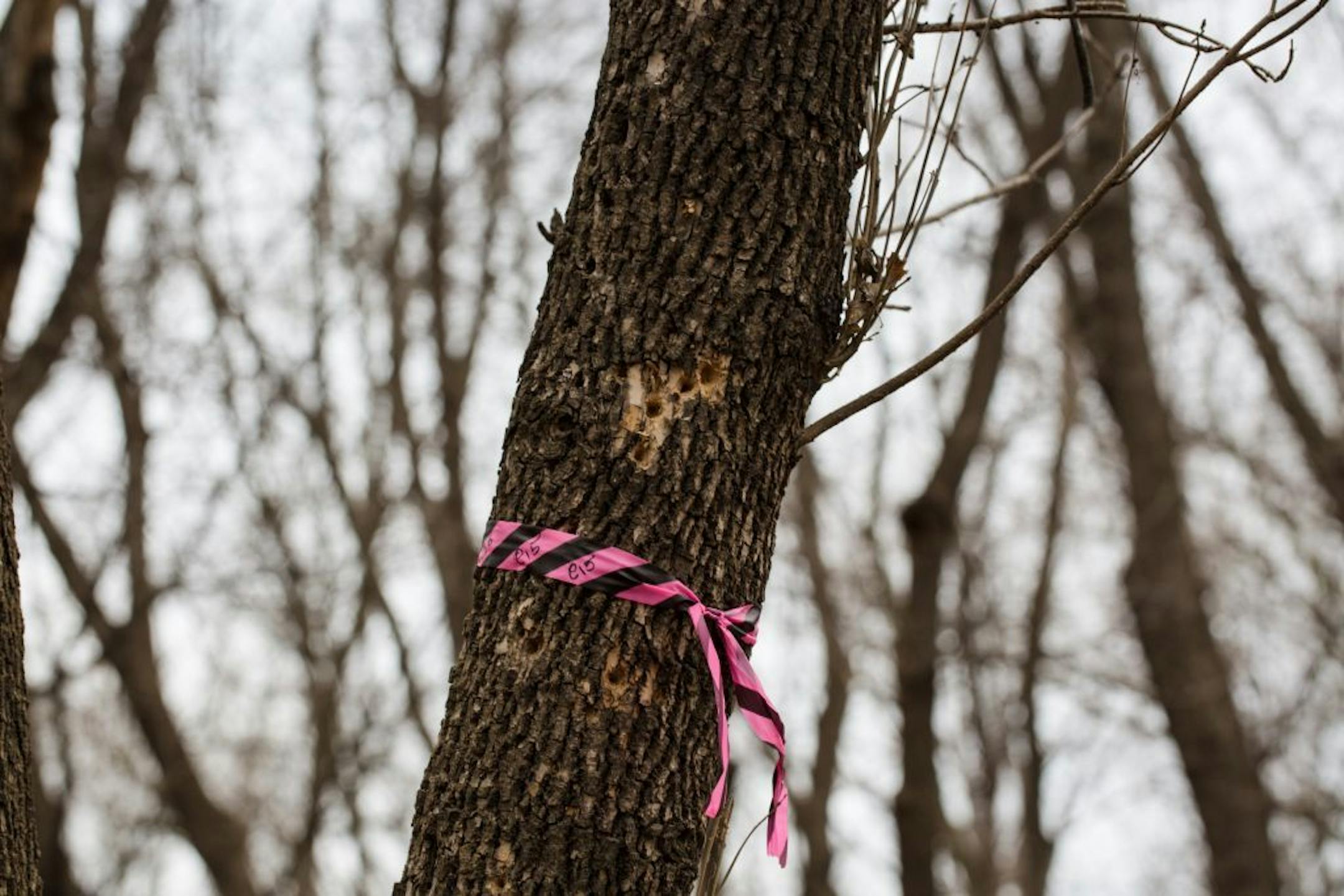Pink tape signifies evidence of Emerald Ash Boreres in an Ash tree Wednesday afternoon.