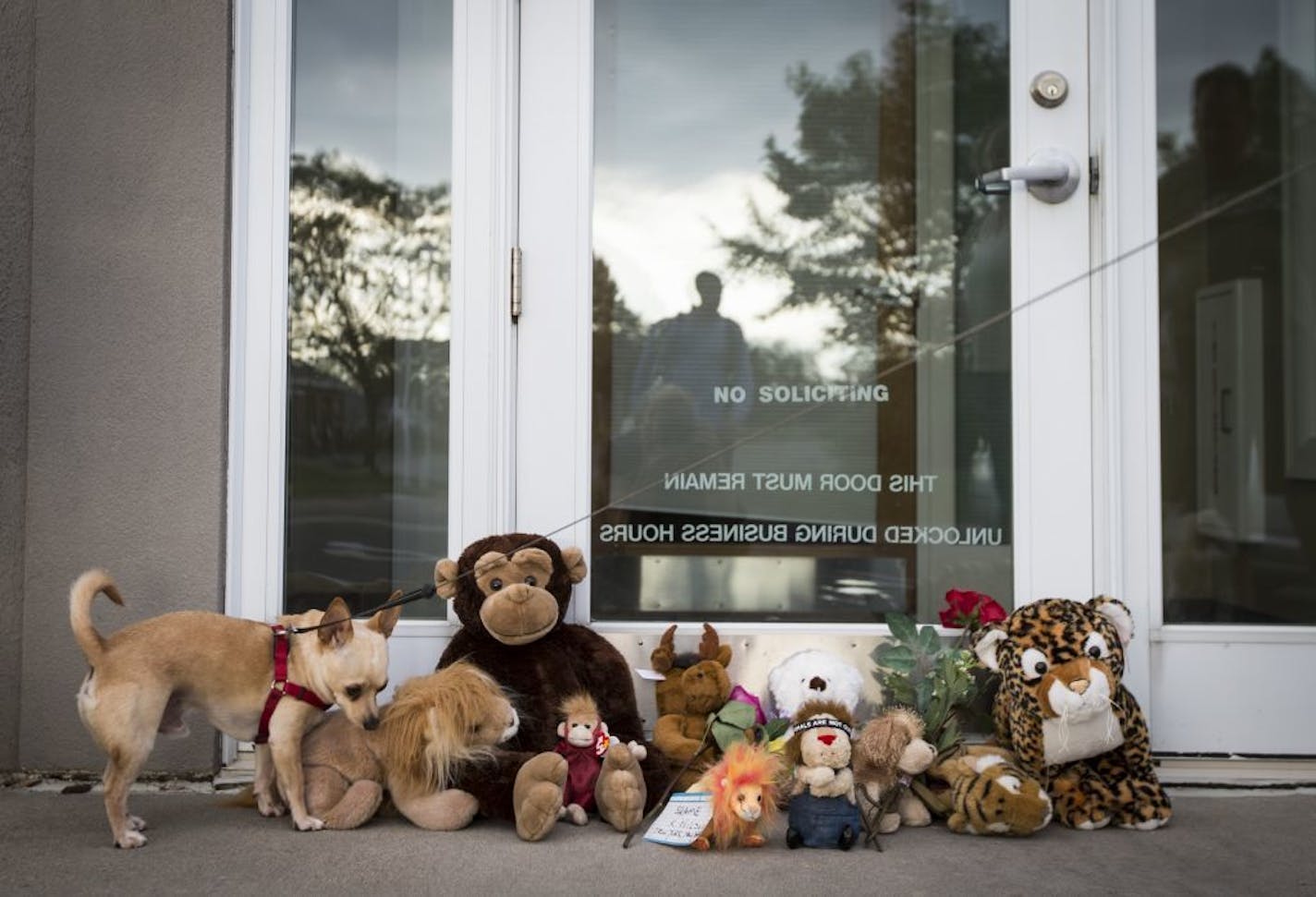 A dog sniffed at stuffed animals placed Tuesday at the front door of River Bluff Dental in Bloomington, owned by Dr. Walter Palmer, who has come under fire for the killing of a beloved lion in Zimbabwe named Cecil.