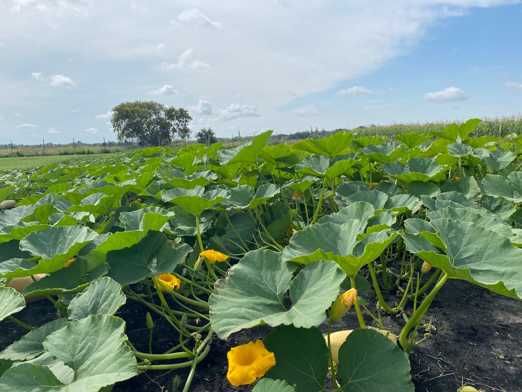 A row of squash on the White Earth Tribal and Community College’s farm, just before harvest, on Sept. 9.
