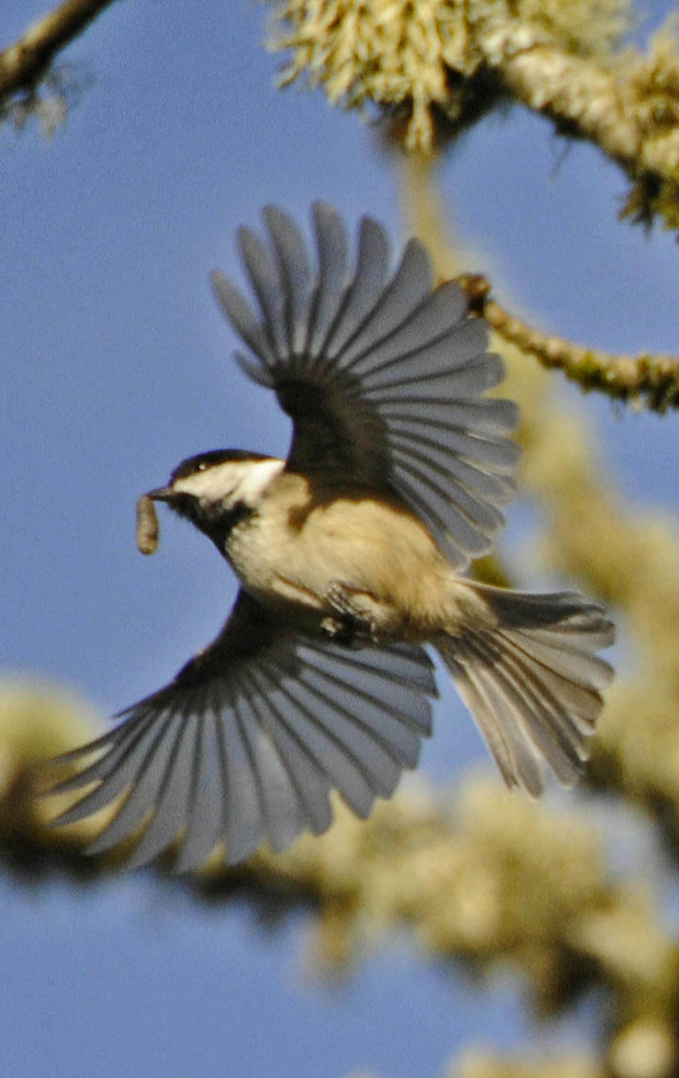 Black-capped chickadee