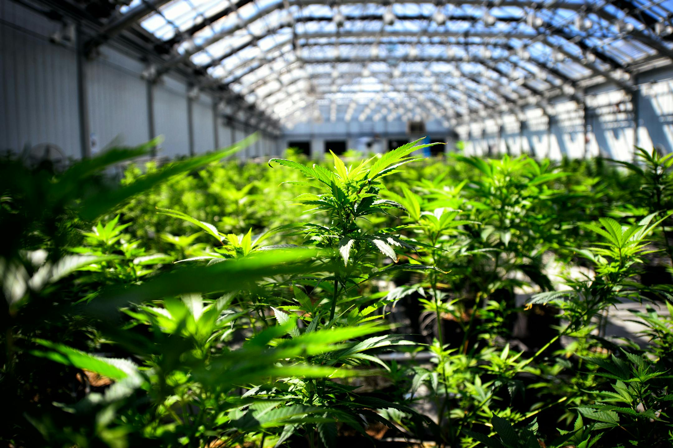 Young cannabis plants in Otsego, Minn., greenhouses in 2015.