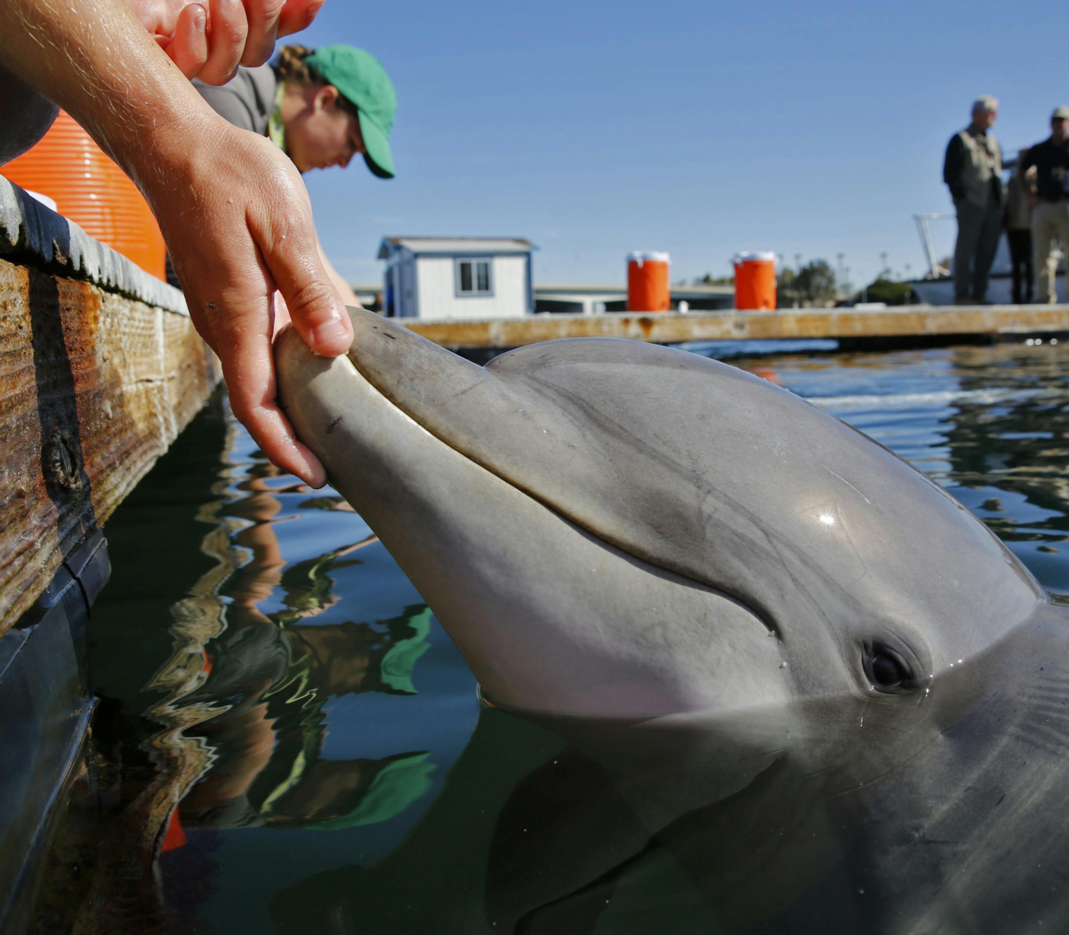 A bottlenose dolphin reacts to its trainer in an open-air pen at the Mine and Santi-Submarine Warfare Center on March 5, 2015 in San Diego, Calif. The U.S. Navy has 90 dolphins that are trained to use their keen eyesight and "biological sonar" to find enemy mines. (Don Bartletti/Los Angeles Times/TNS)